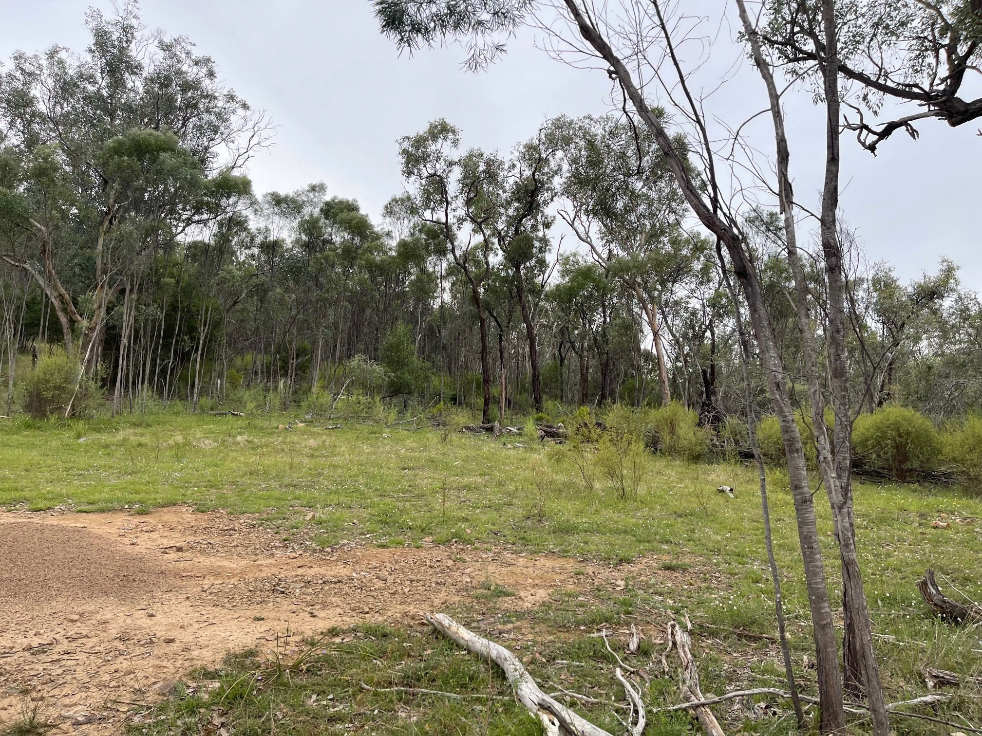 Koompartoo Wildlife Rescue