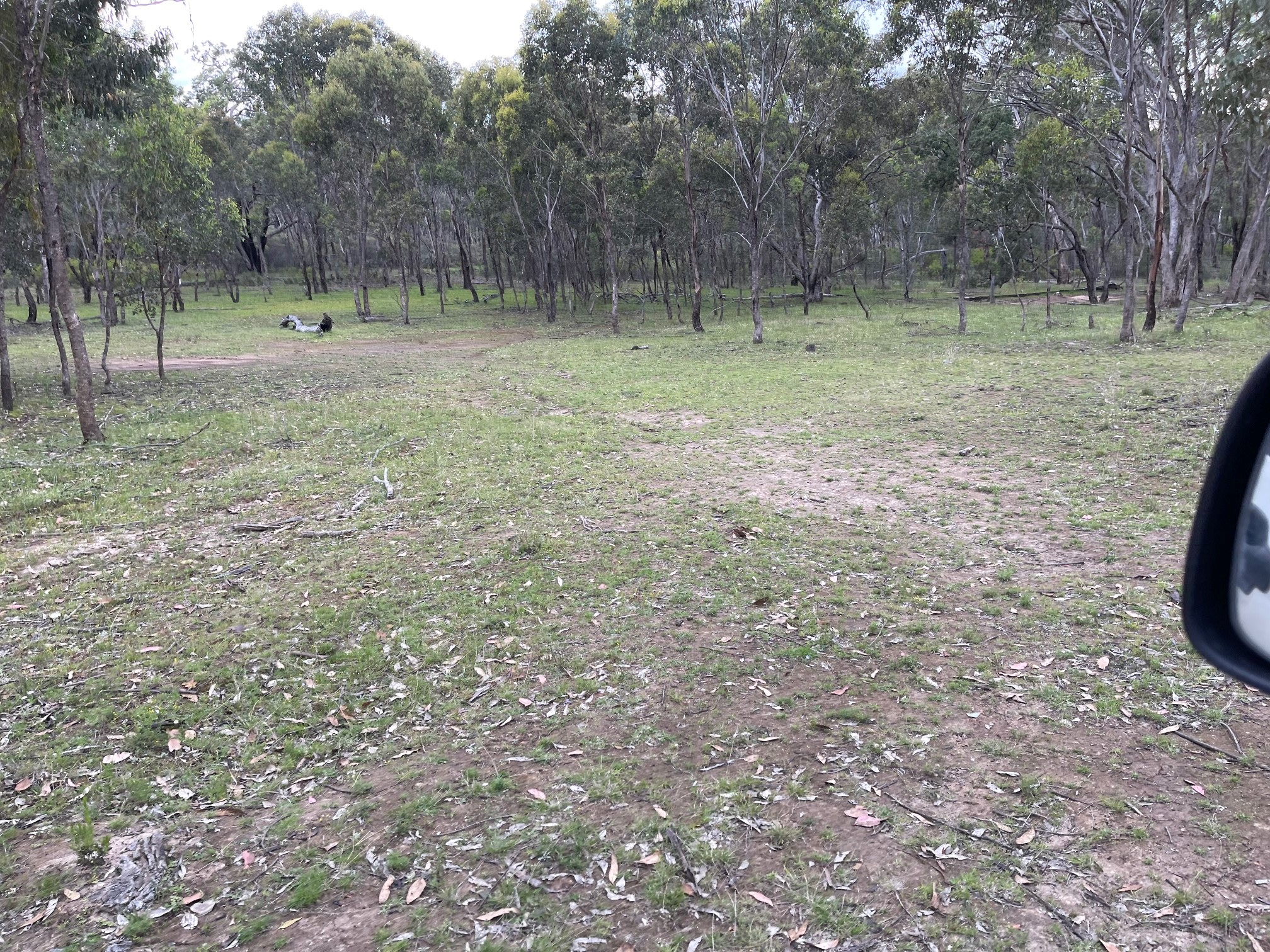 Koompartoo Wildlife Rescue