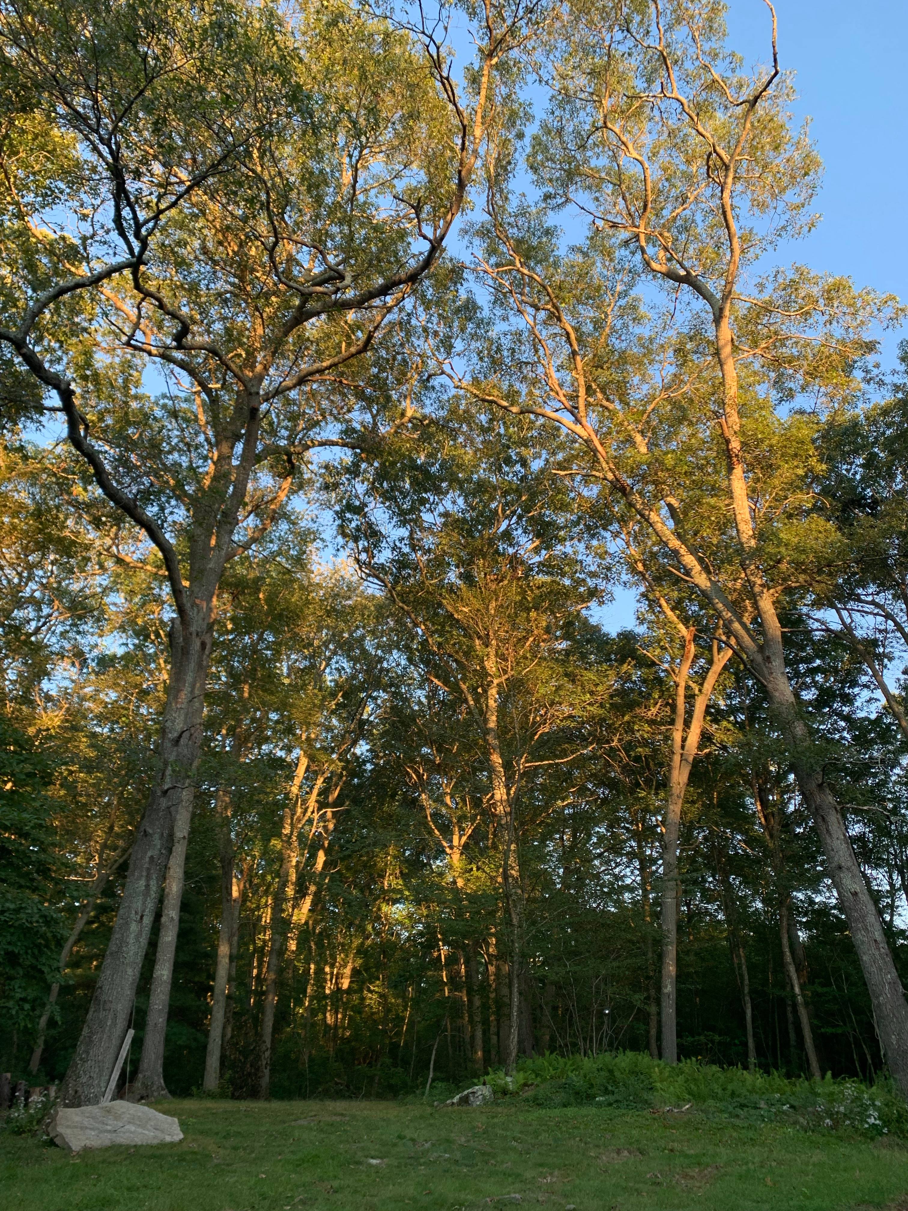 Sunsets in the tree line are awesome. 