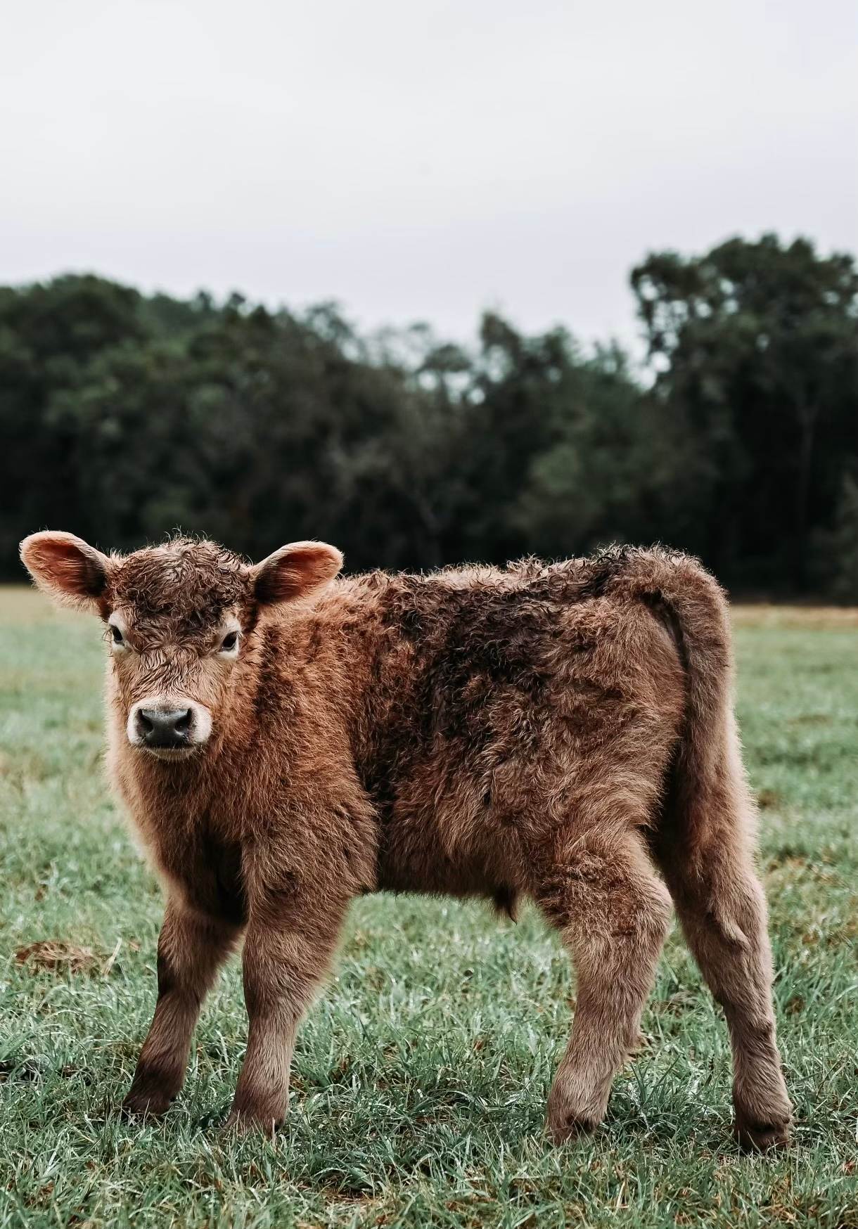 Our youngest calf, he is an Aberdeen Scottish Highland cross