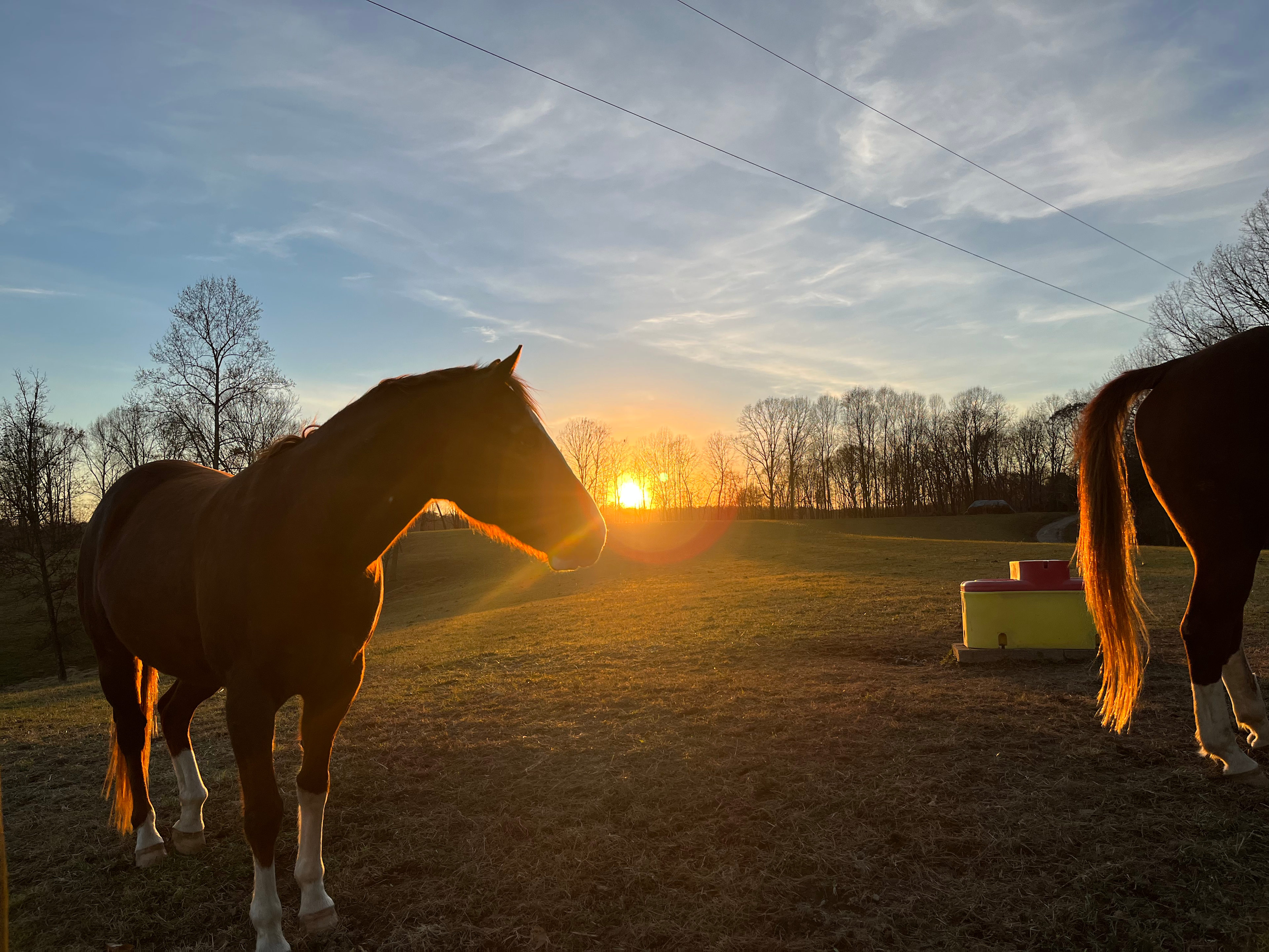 Beautiful well trained horses available for trail rides, brushing, or just for eye candy. 