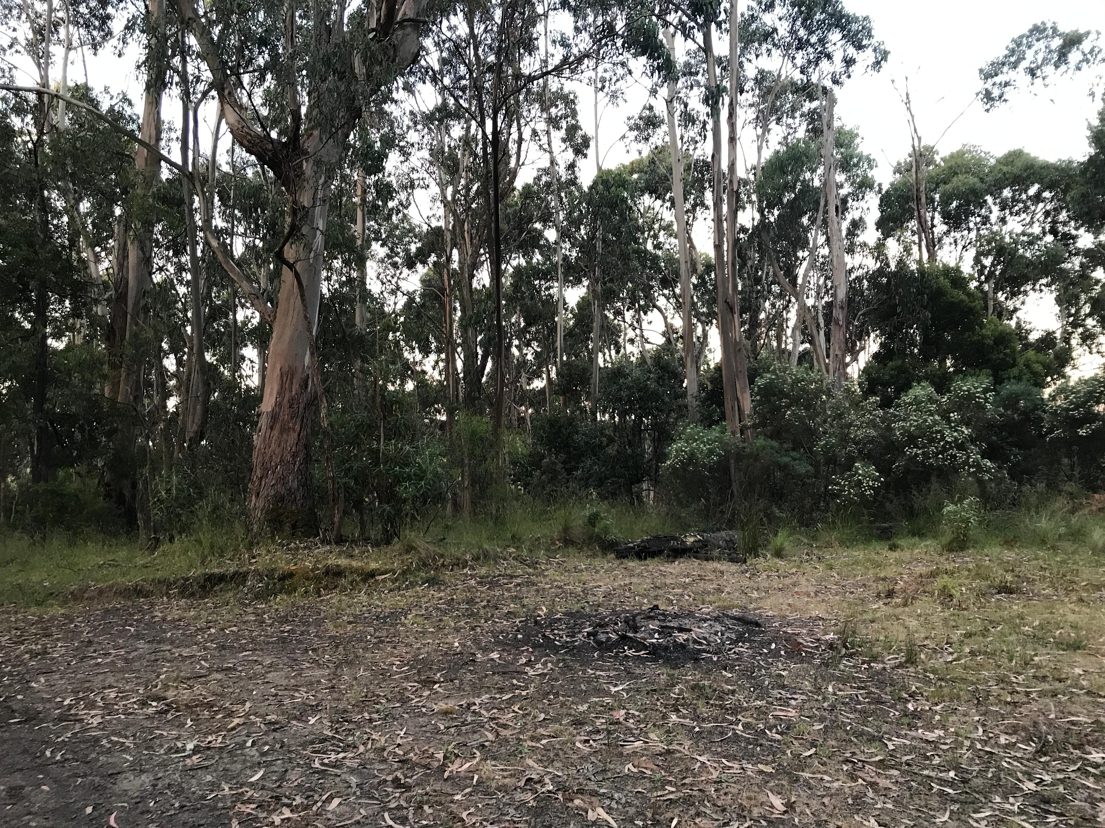 Tall Trees Otways Camp