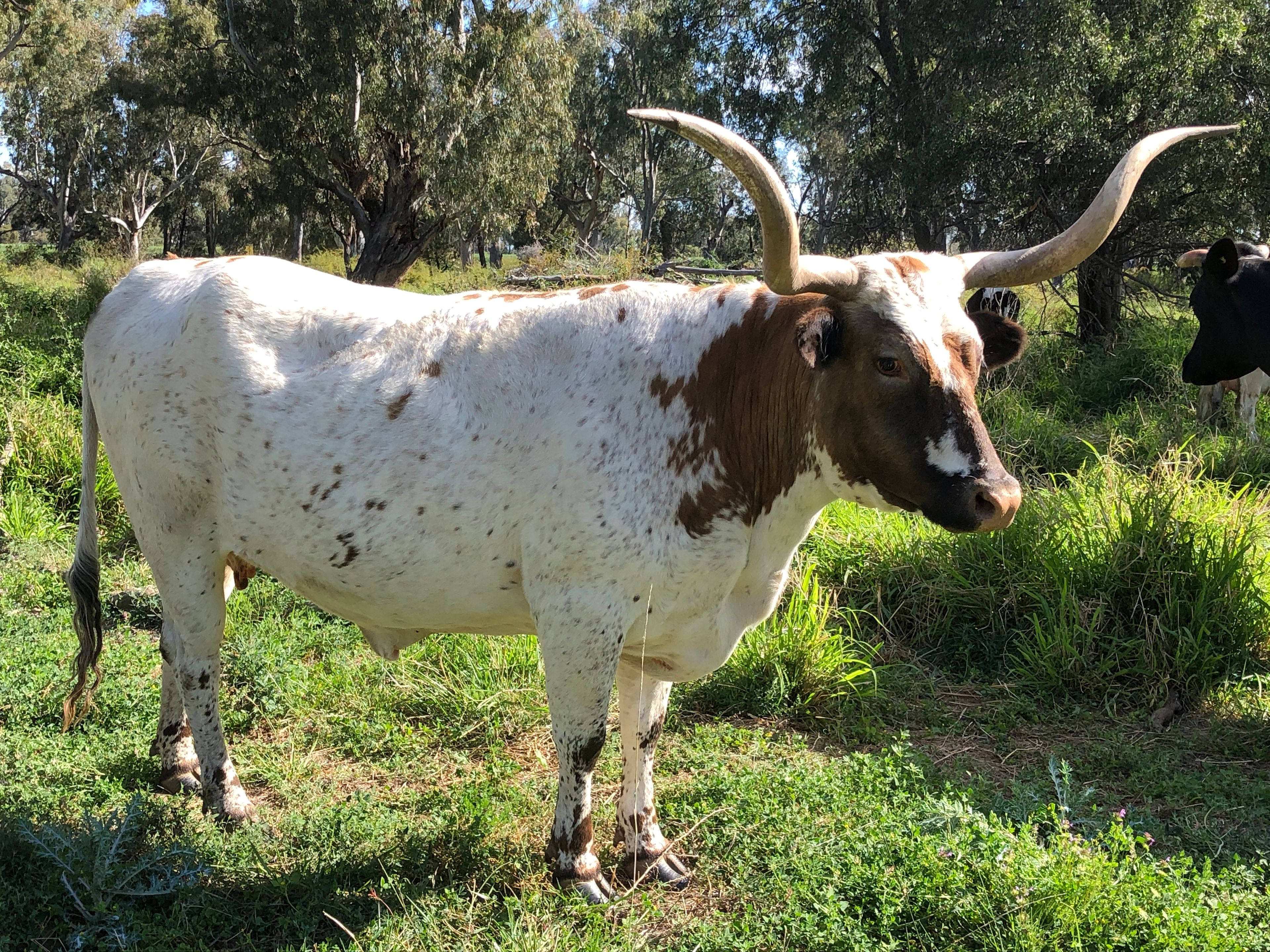 Our beautiful Texas Longhorn cow Sioux ❤️
