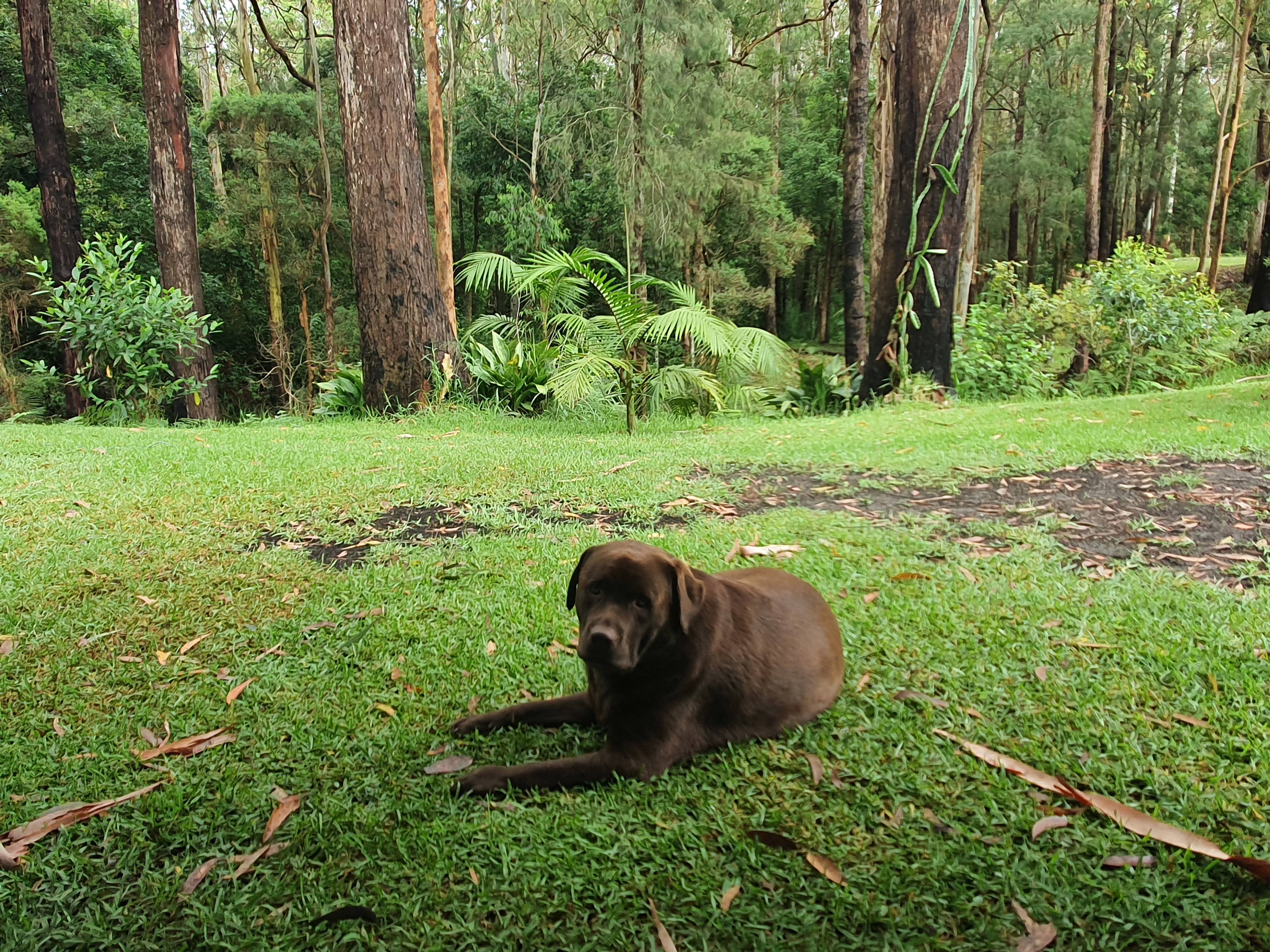 Mistinthegumtrees BUDGET 2 GLAMPING