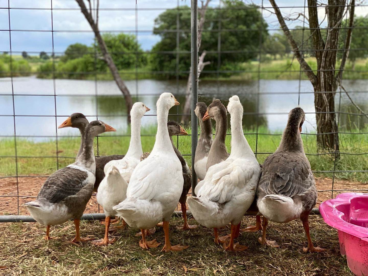 Our gorgeous new baby geese settling in. 