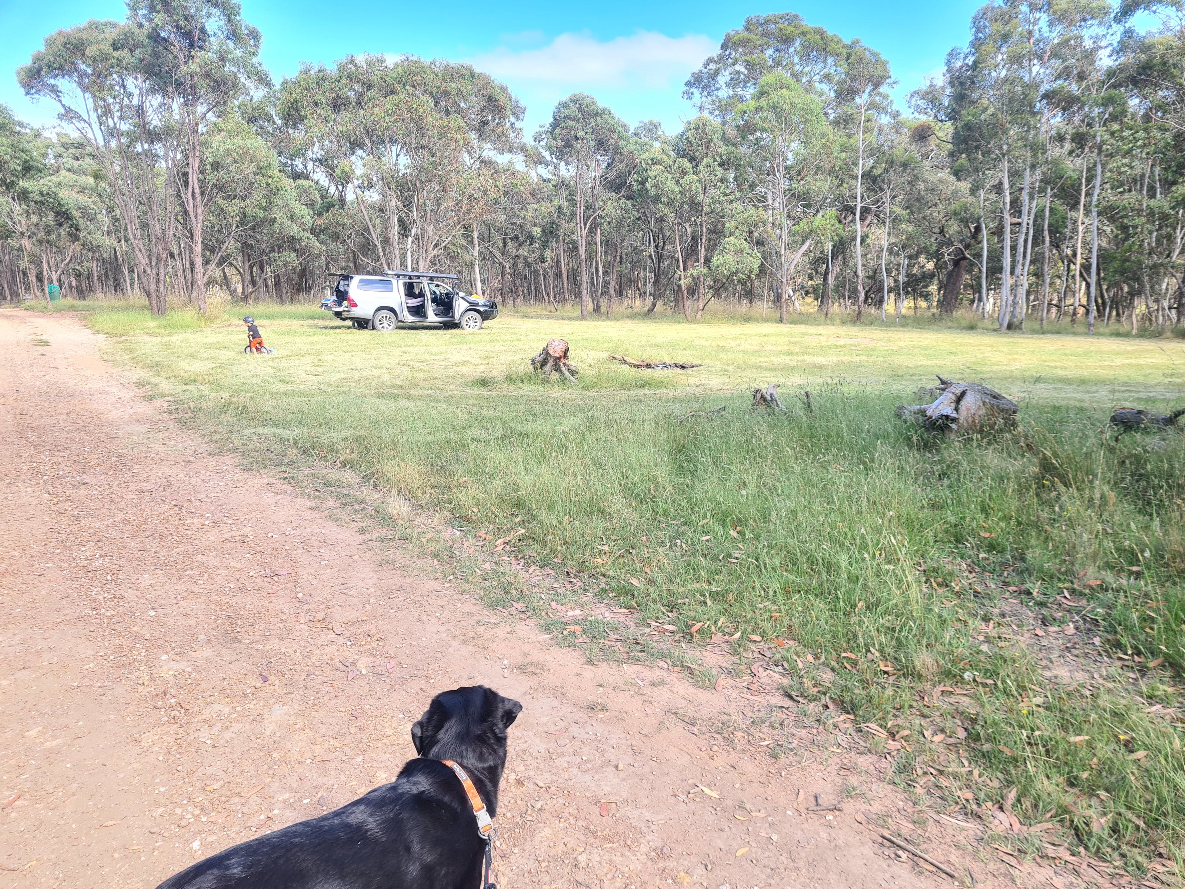 Dog friendly camp spot
