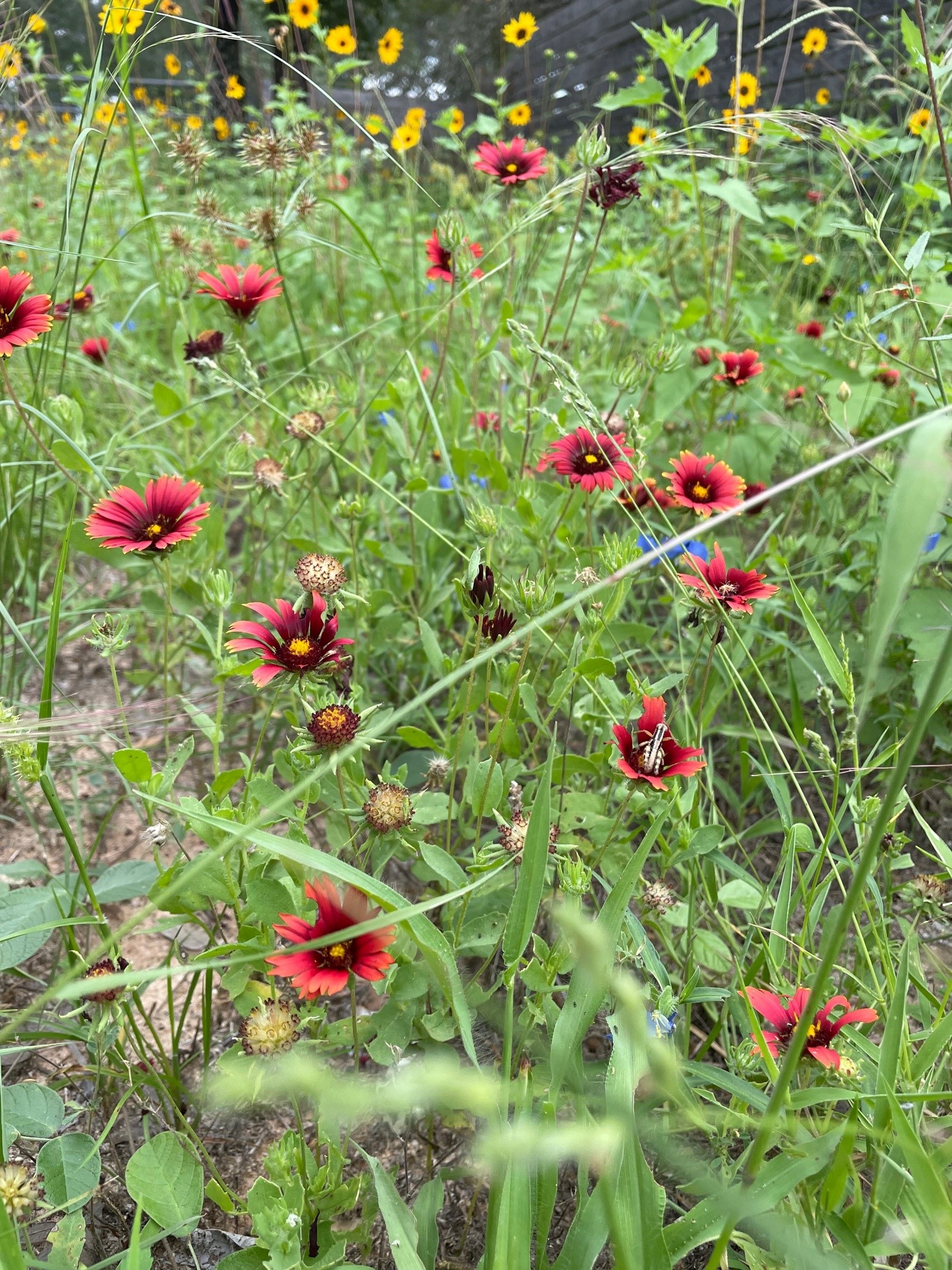 Mockingbird Farms