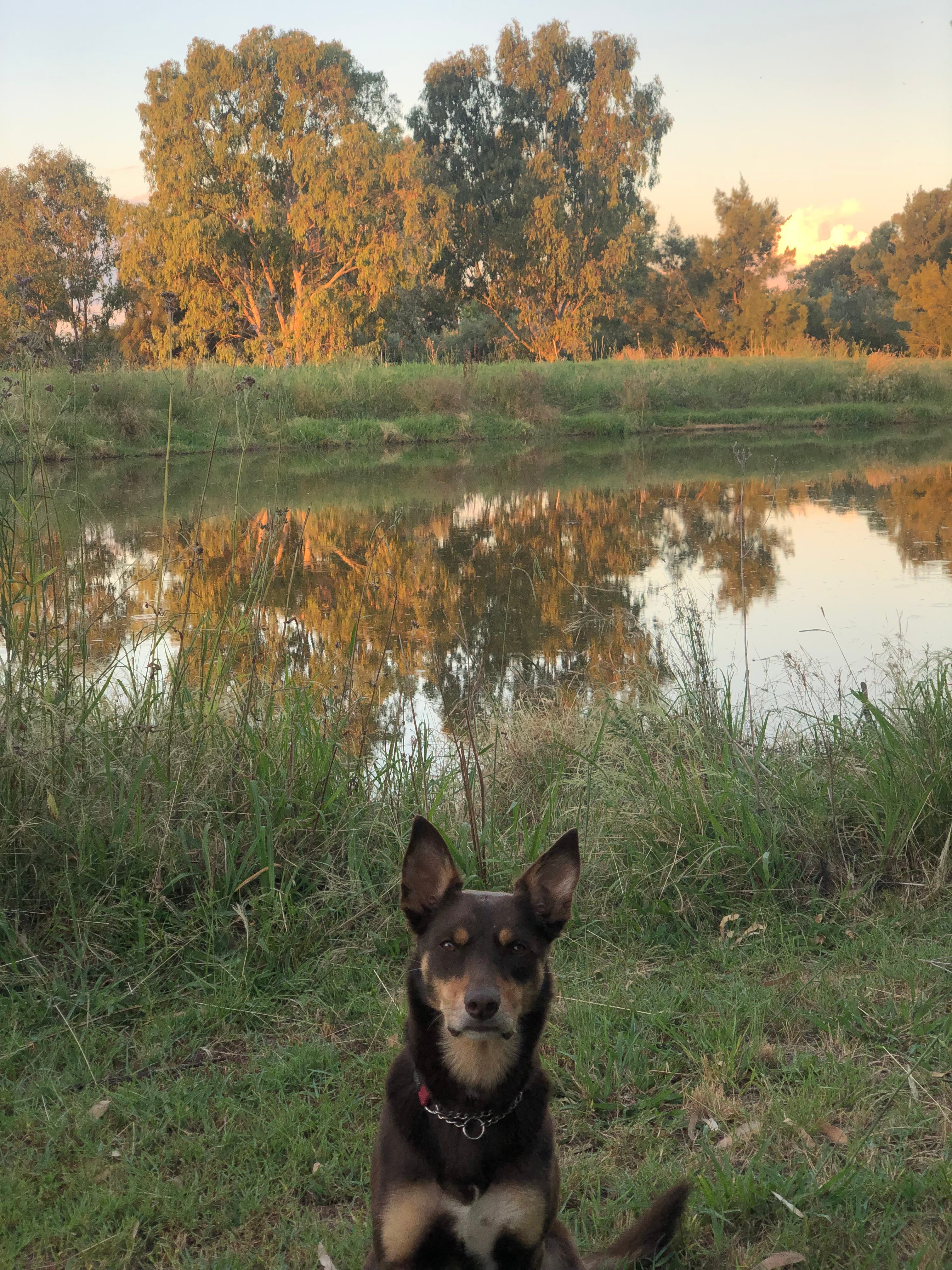Dog friendly