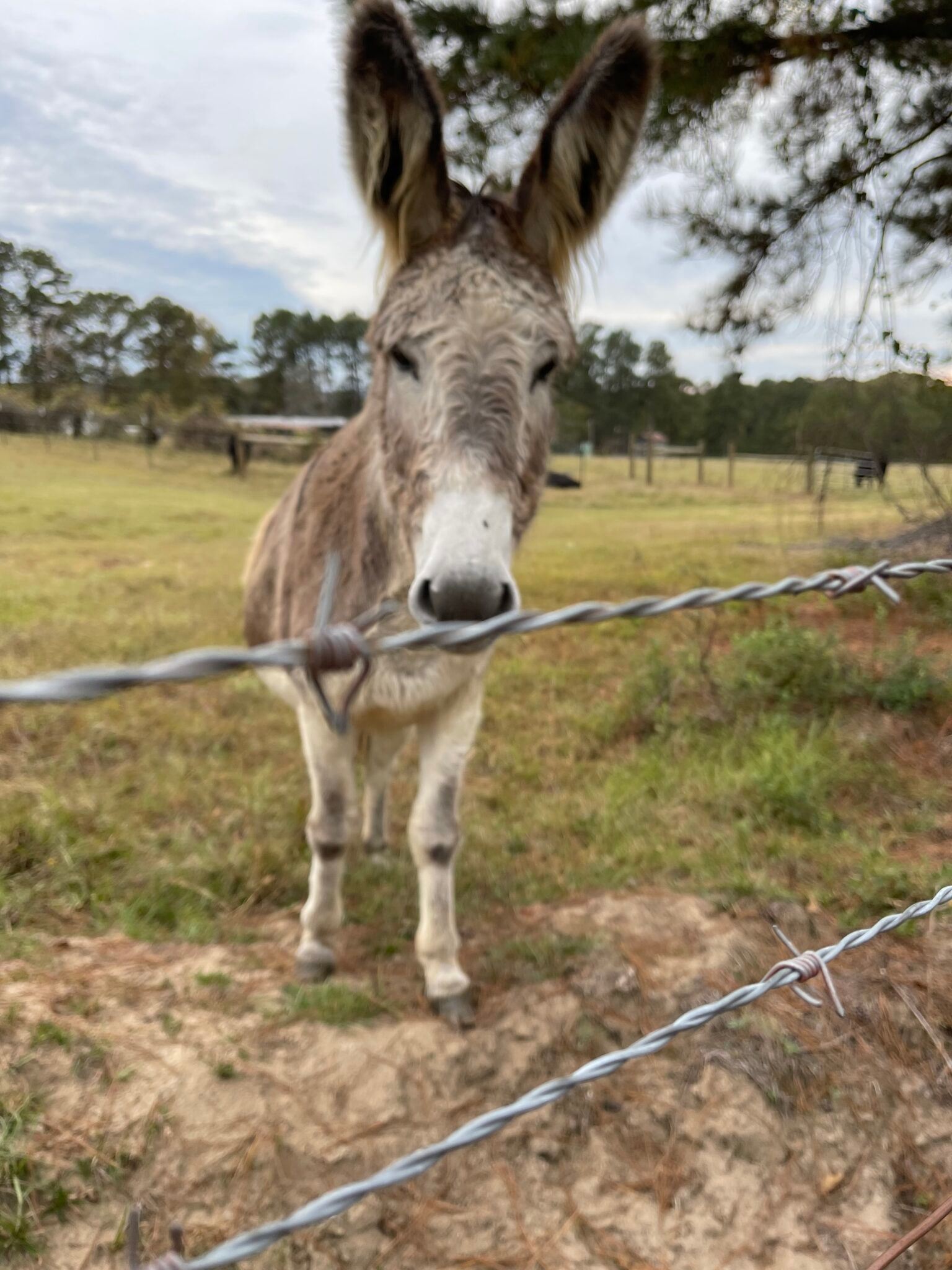 Working farm with friendly neighbors