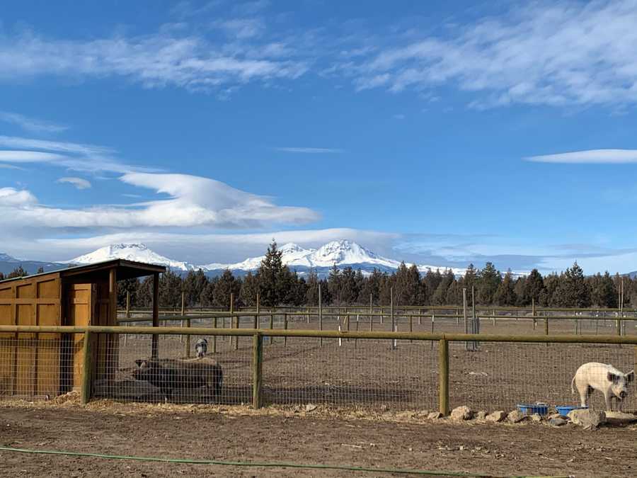 You will get a close up with our lovely big pig herd. 