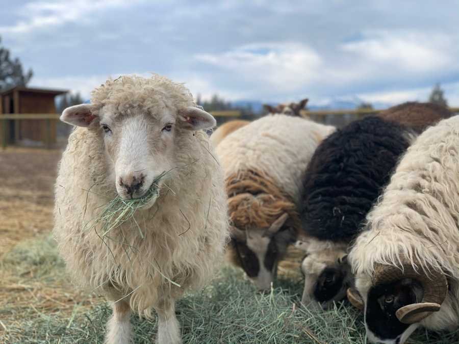 Some of our animal residents
