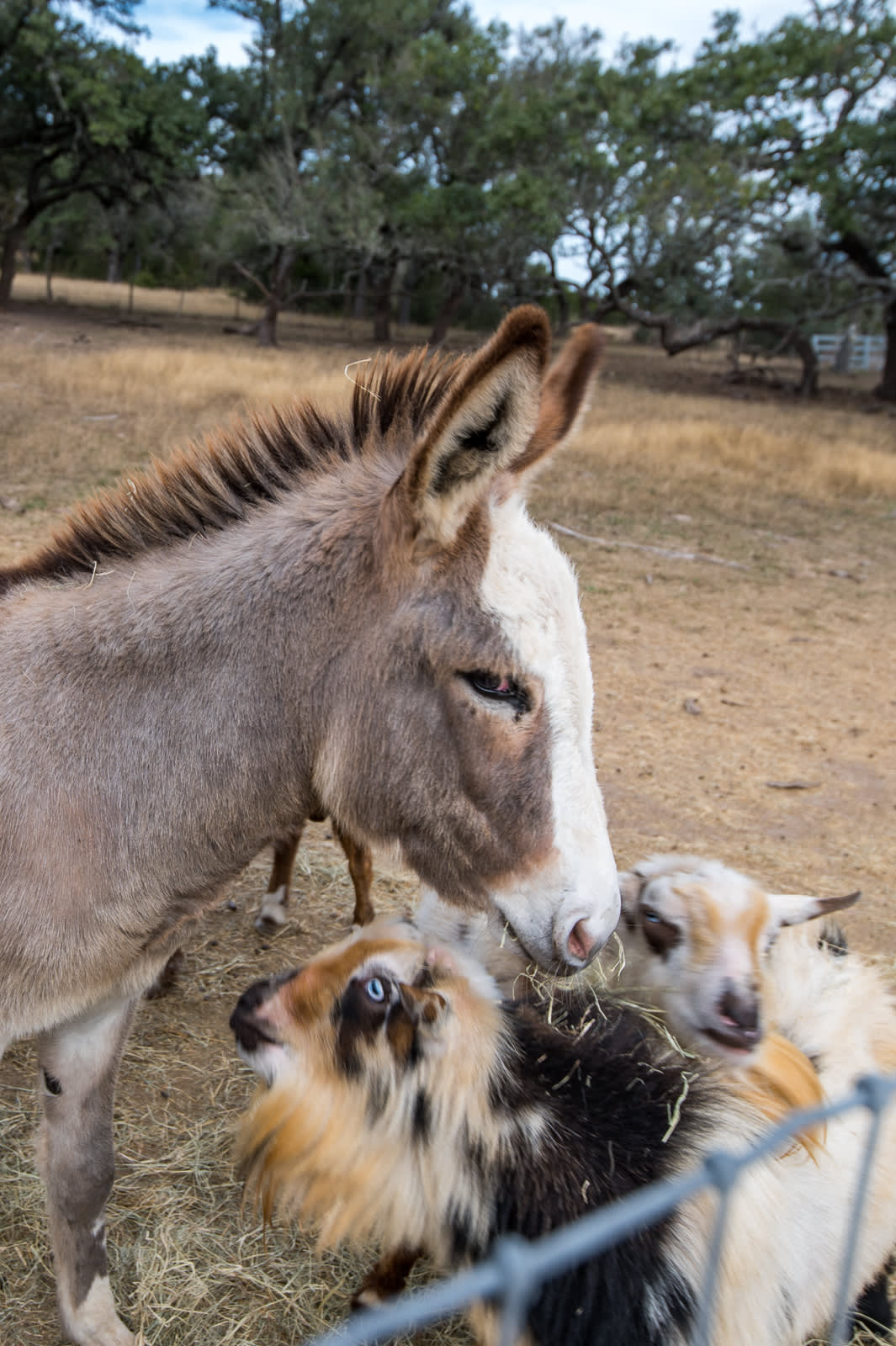 Grapetown Vineyard and Farm