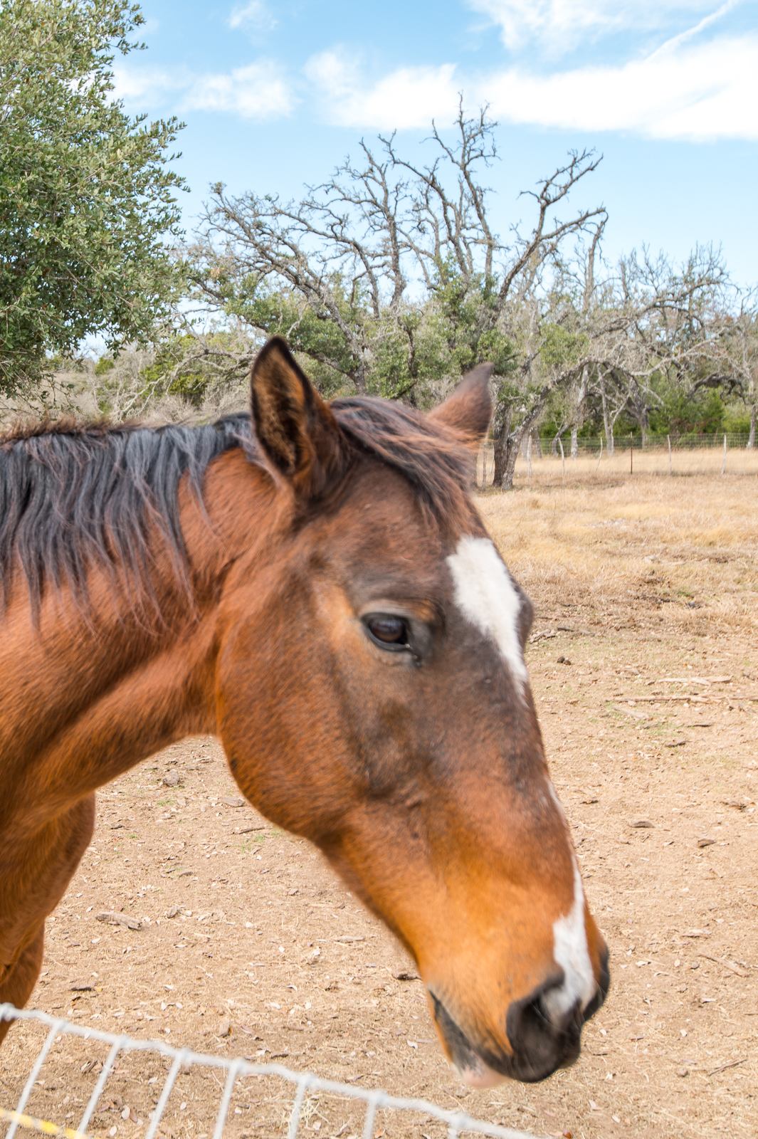 Grapetown Vineyard and Farm