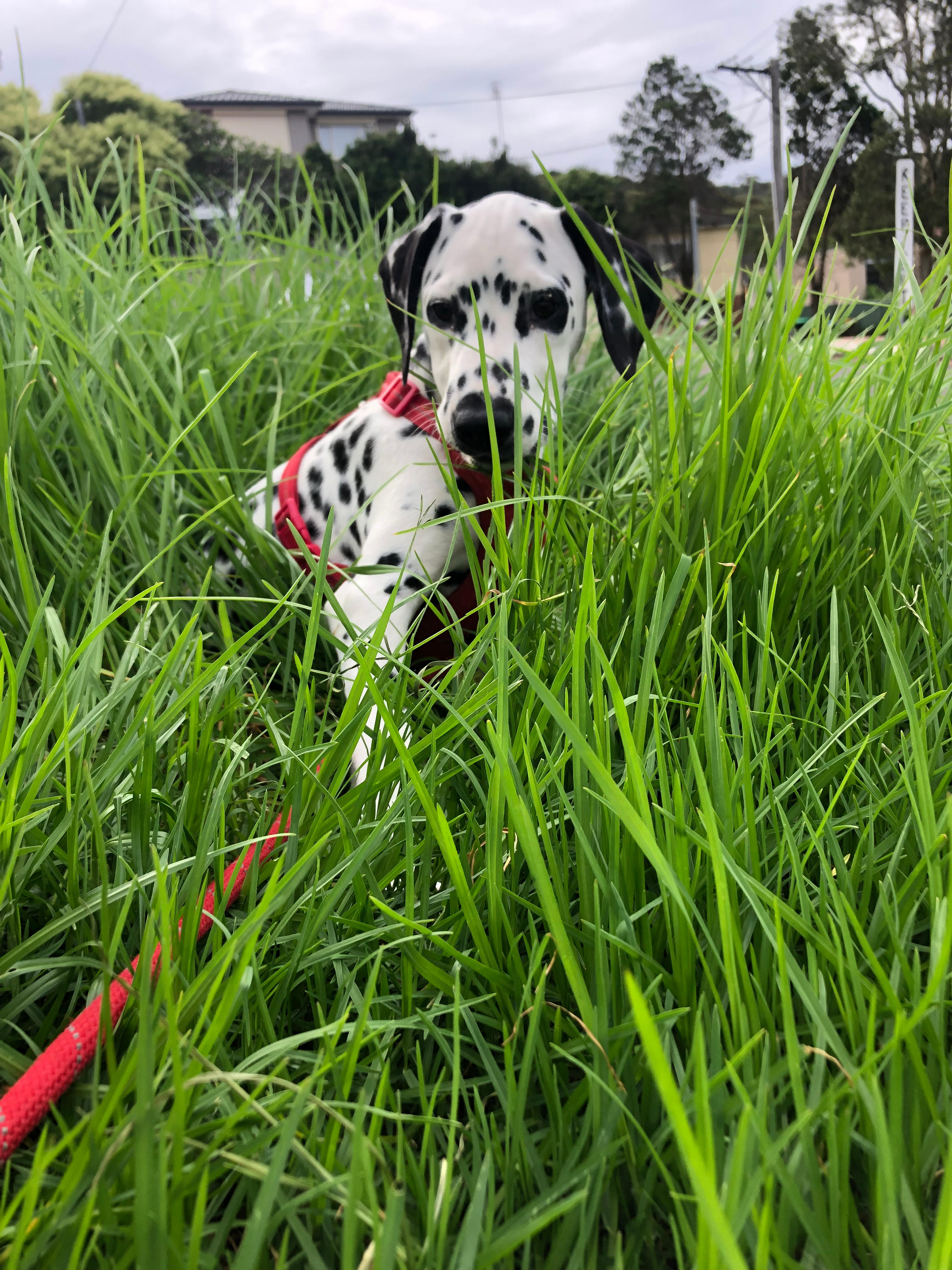 Silverview Escapes Tinbeerwah