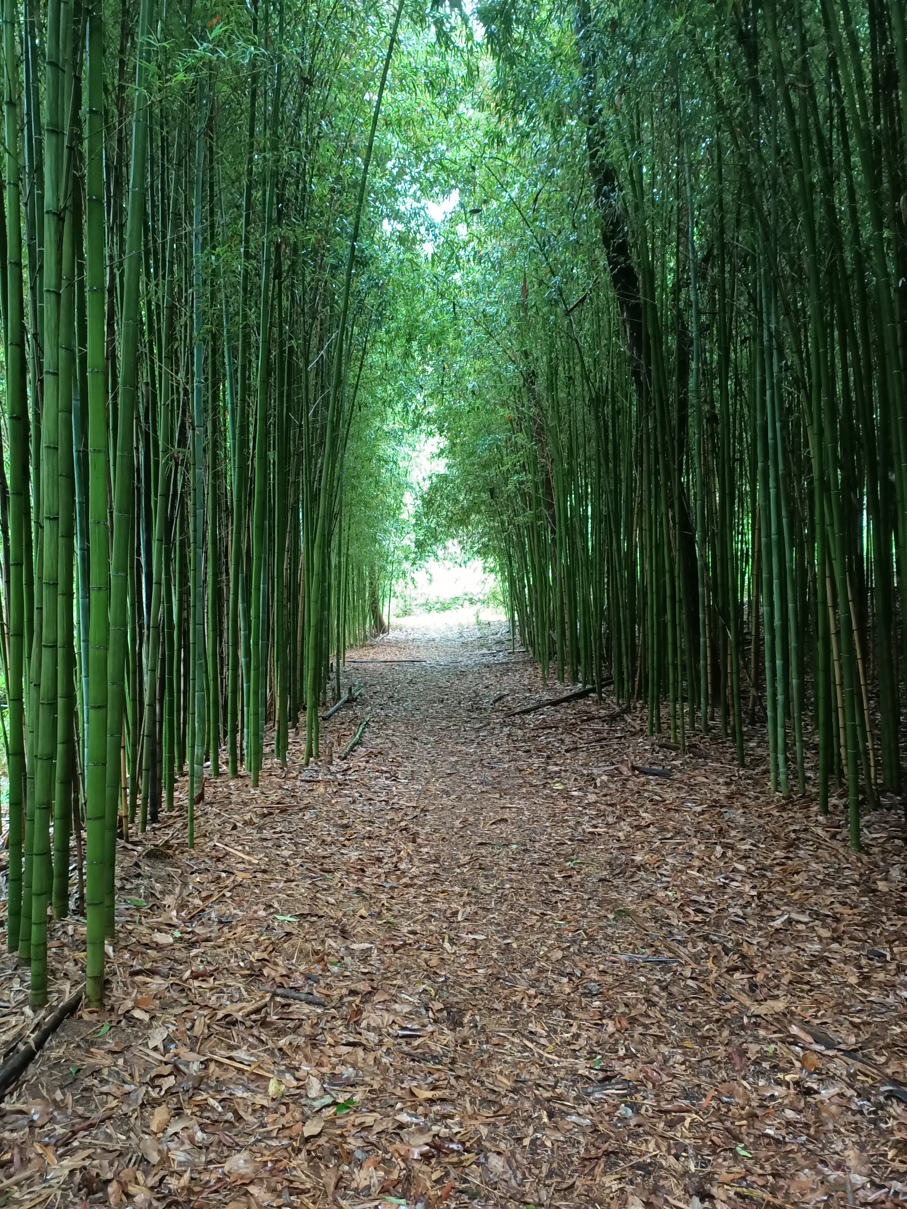 The Grove