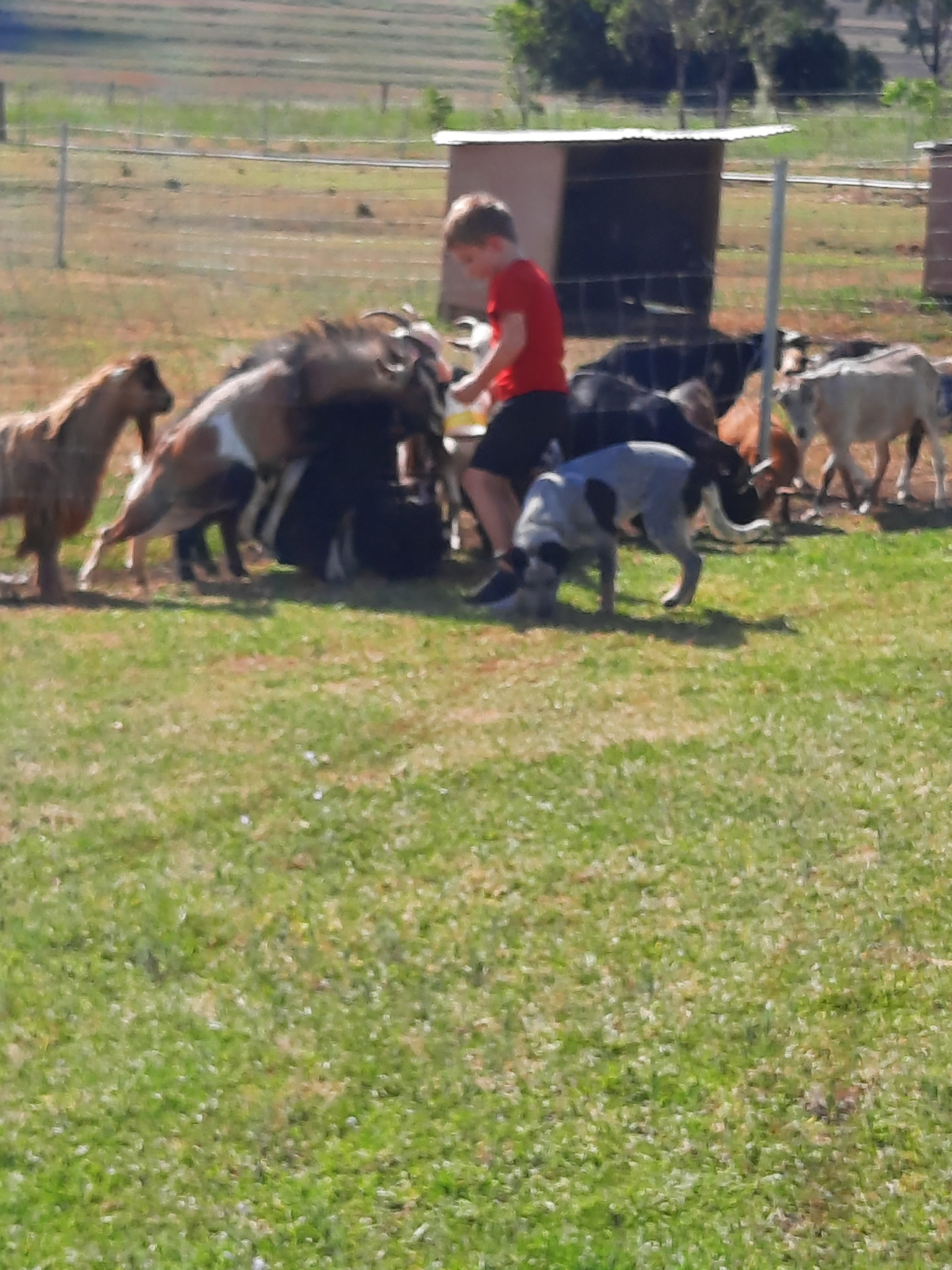 Fire pit view from the cabin steps.