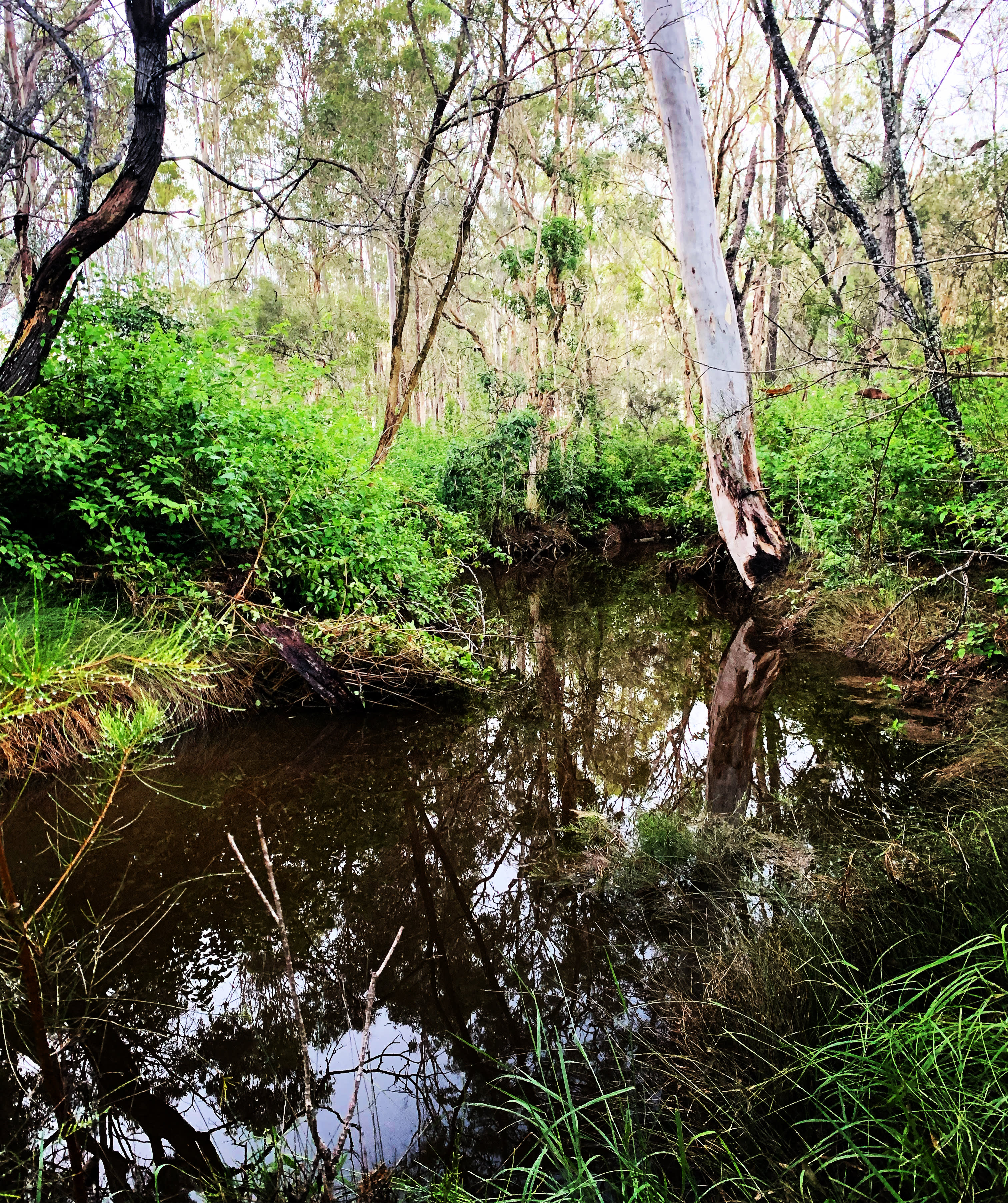 The river is a short stroll from the campsites. We have seen turtles and caught yabbys. 