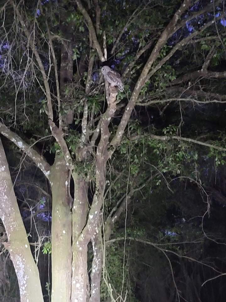 Our local owls often come to visit campers. 