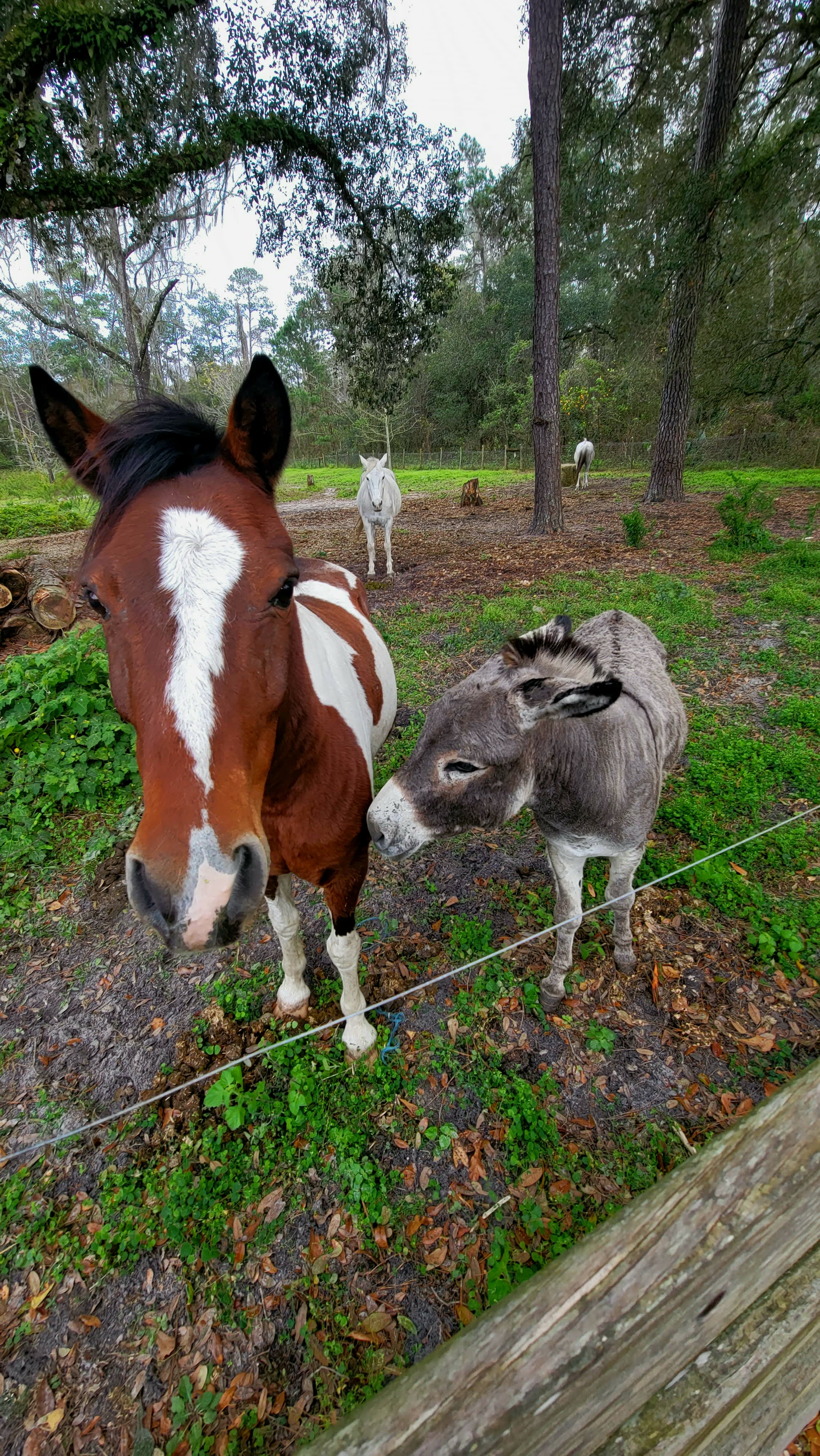 Charming neighbours!