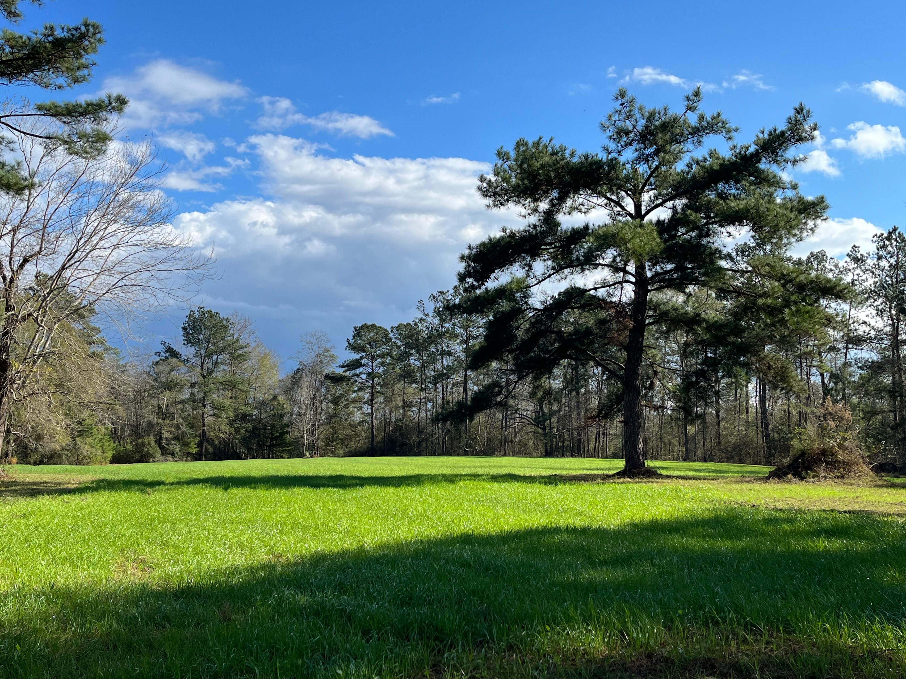 Lush field next to the main house that hosts several dispersed campsites. 