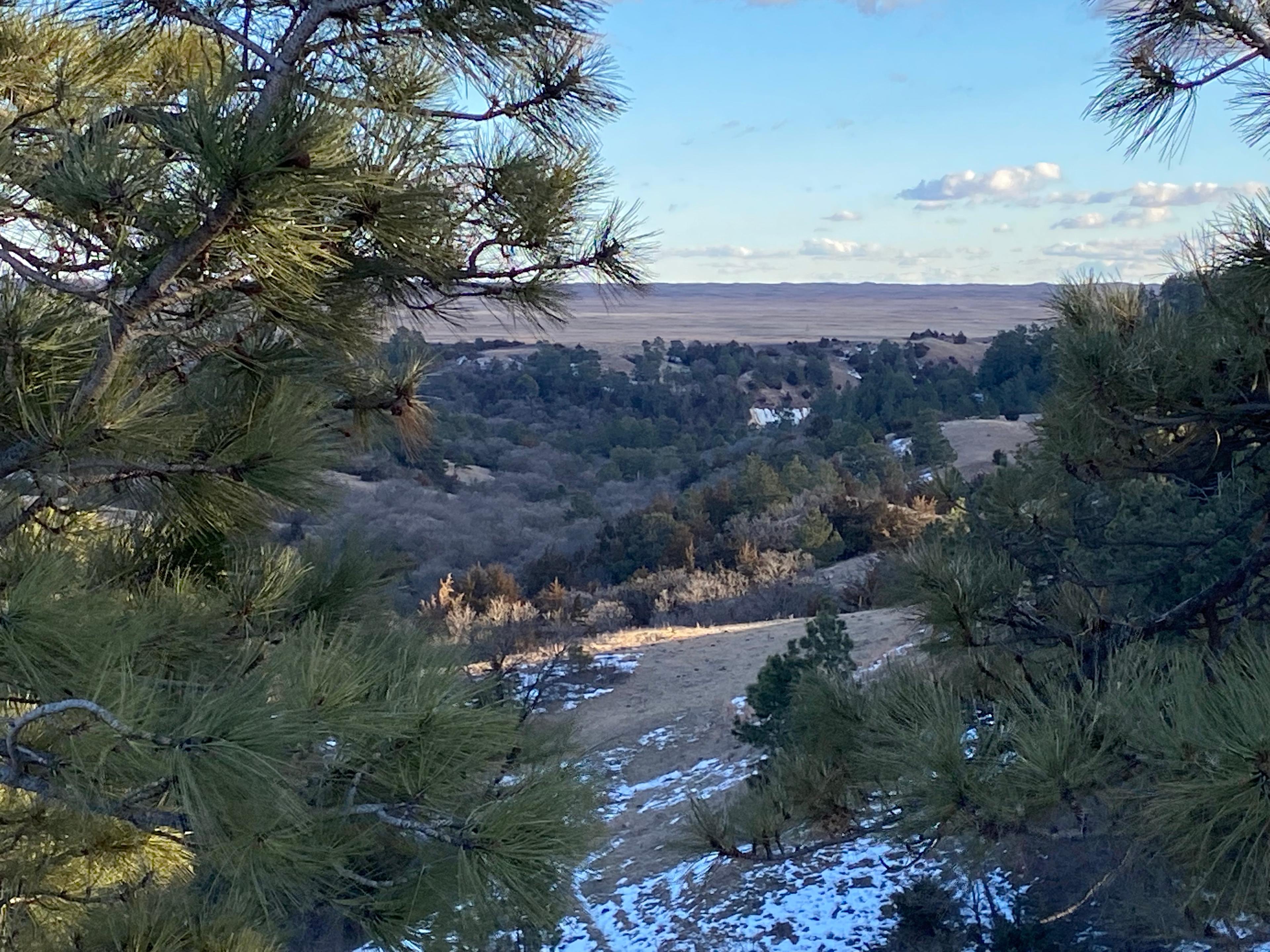 Golden Prairie Bison