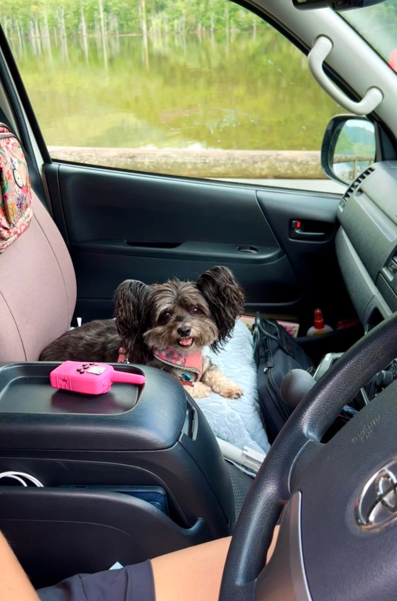 Dogs permitted on lead.  