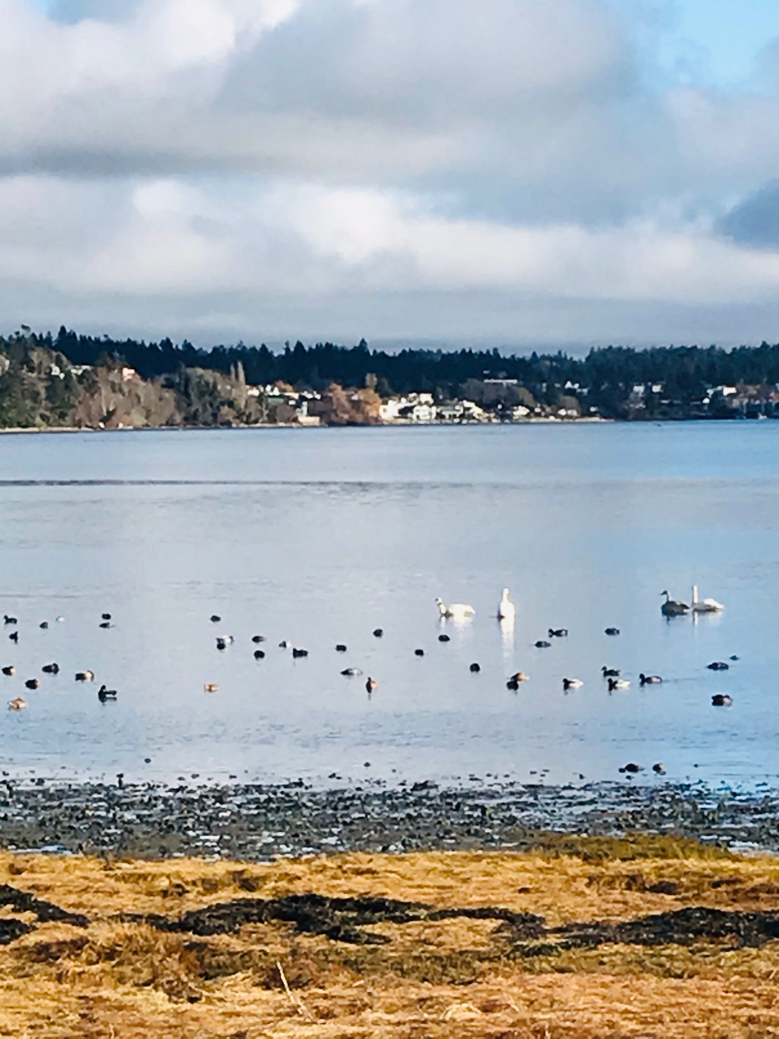 Ducks and swans swimming in the ocean on the edge of the trails.