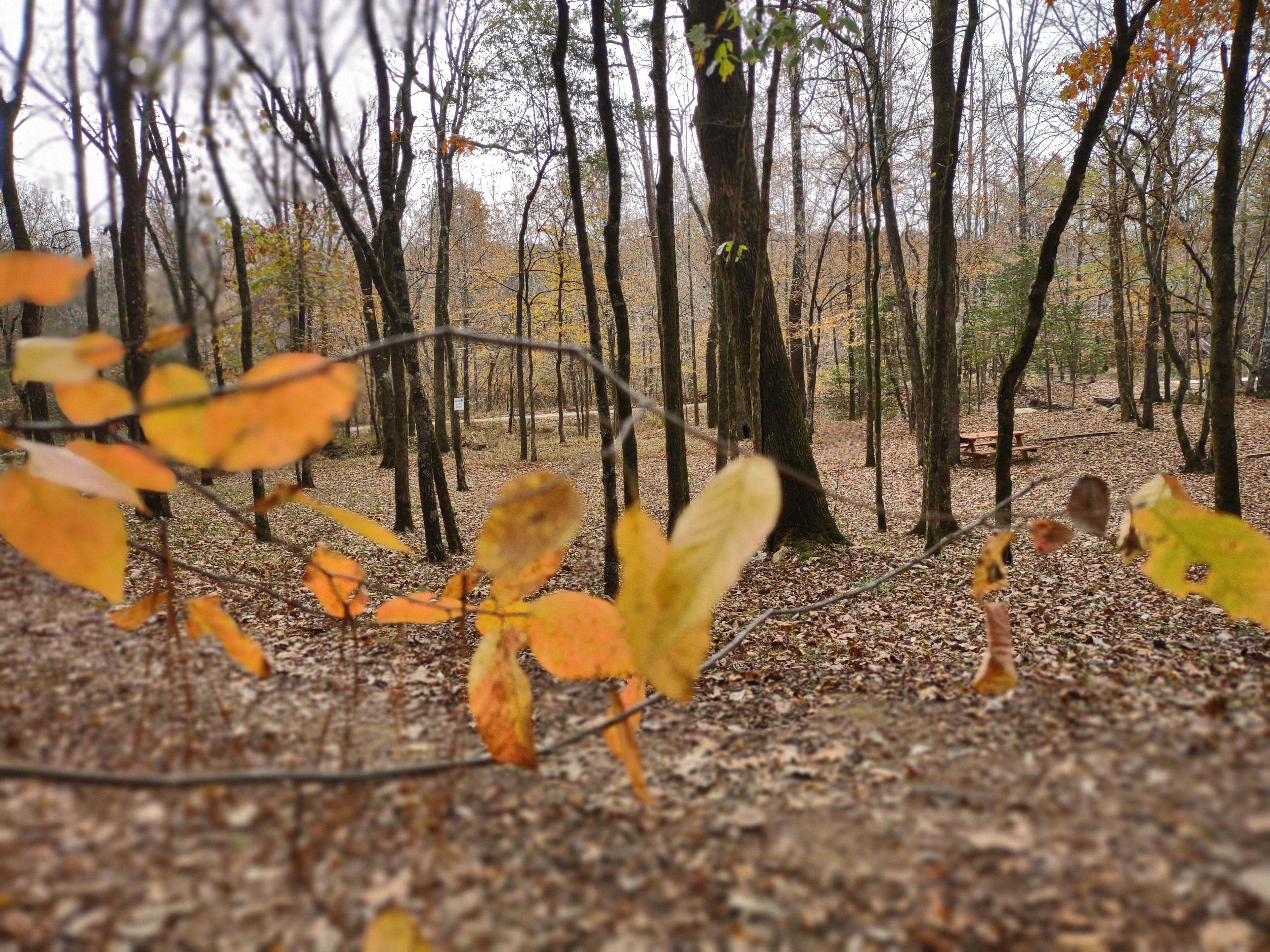 Fancy Hill Cabins and RV Park LLC
