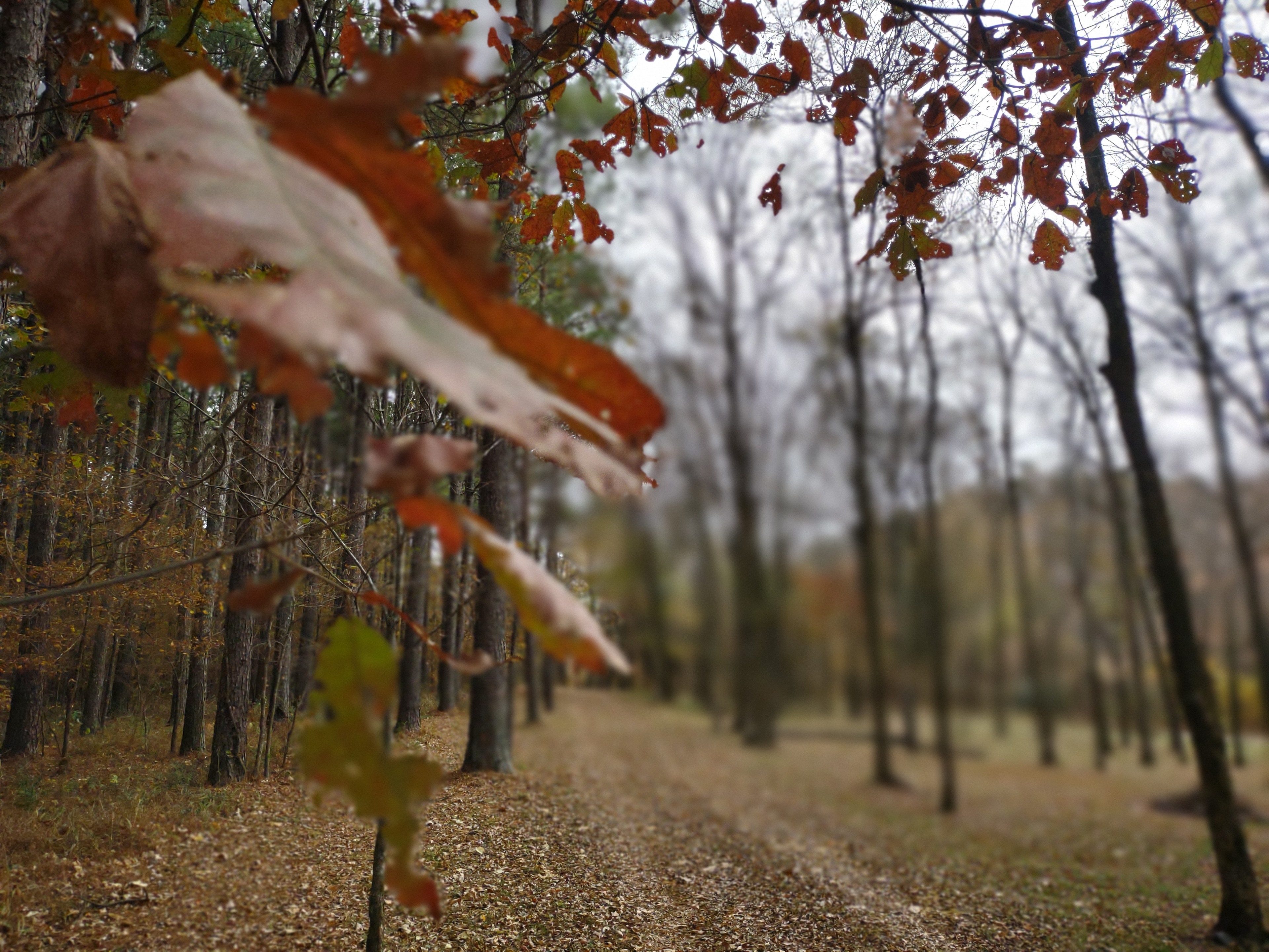 Fancy Hill Cabins and RV Park LLC