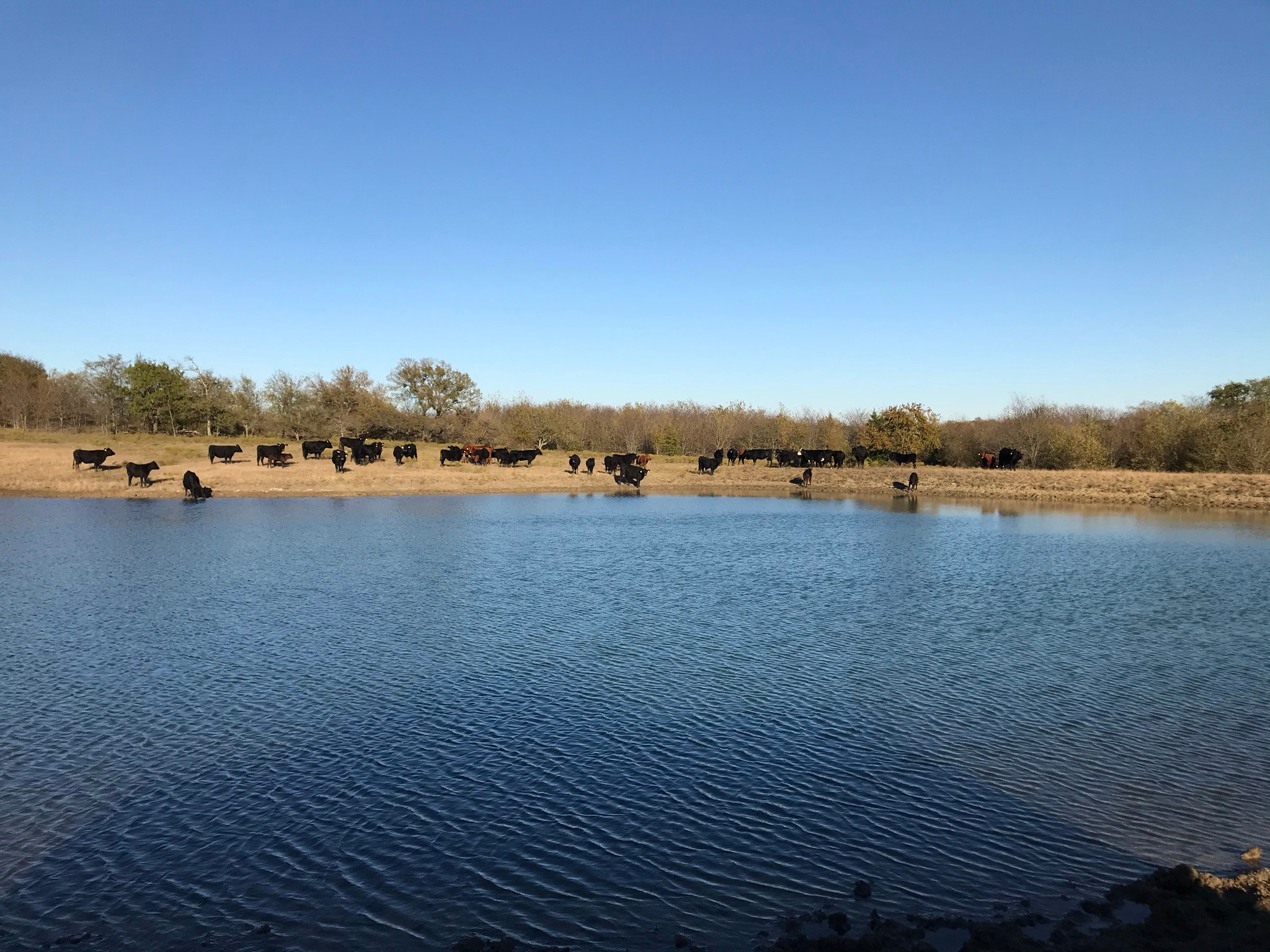 Rebecca W.’s Land
