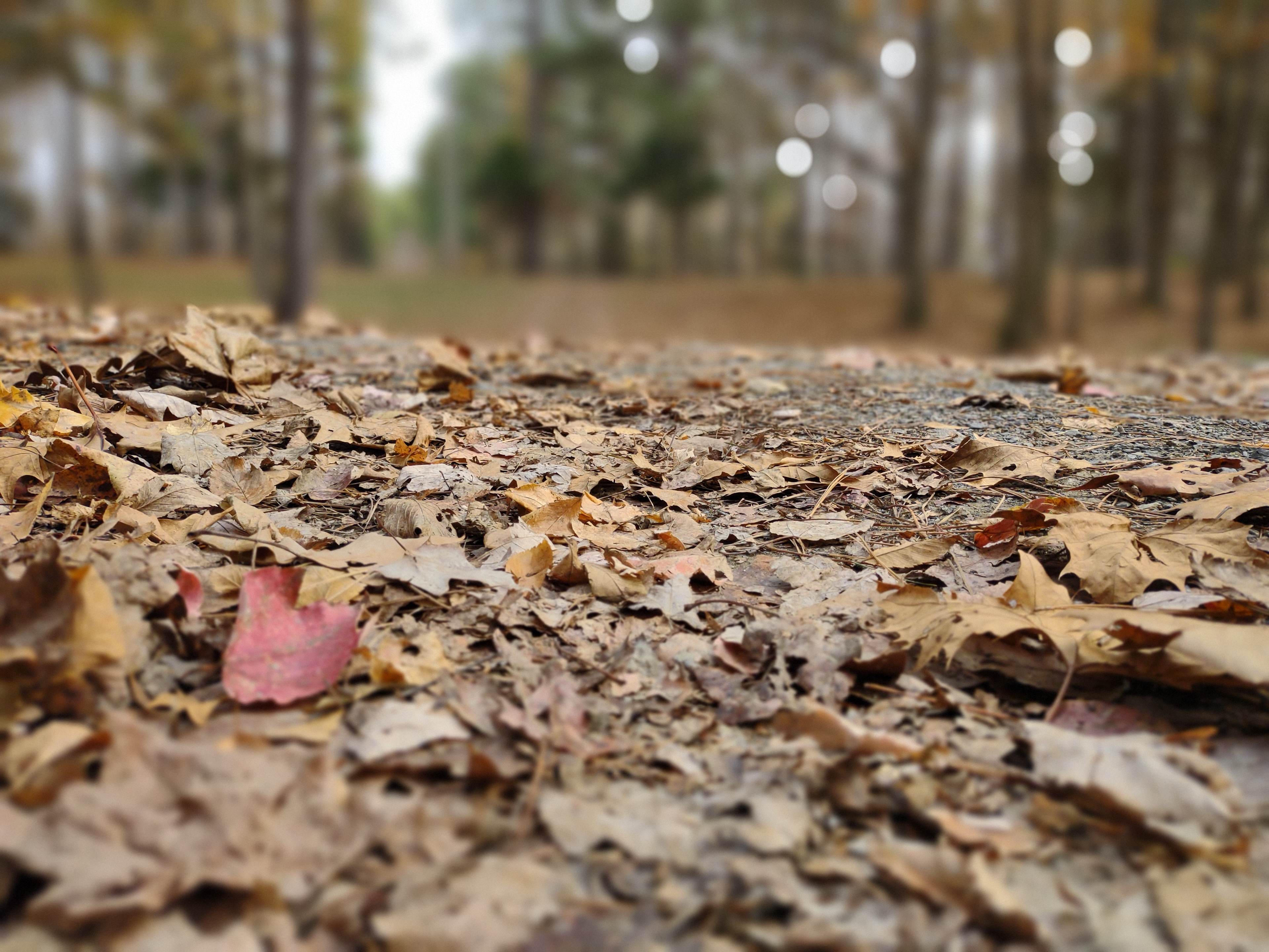 Fancy Hill Cabins and RV Park LLC