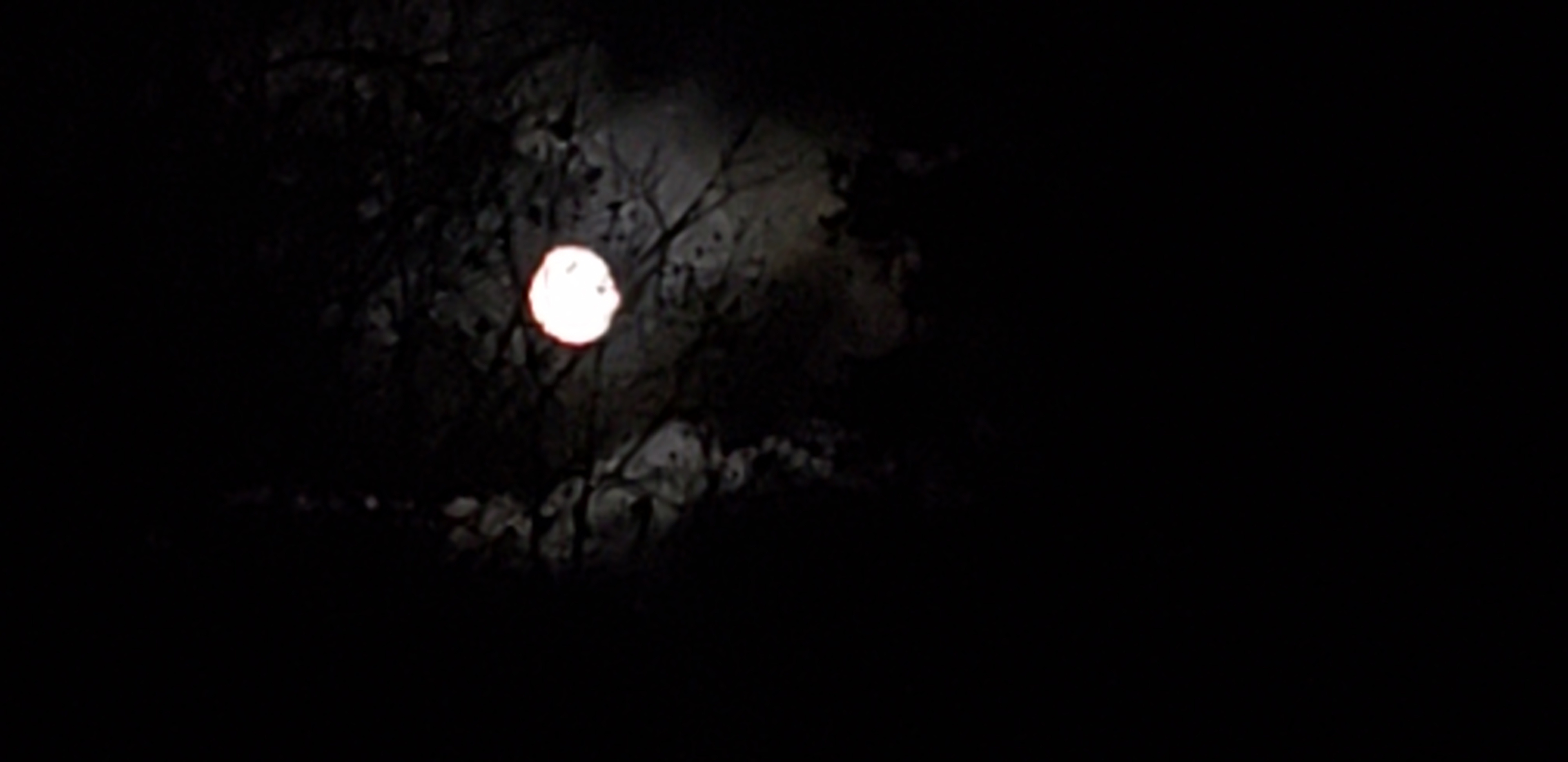 whispering moonbeam acres