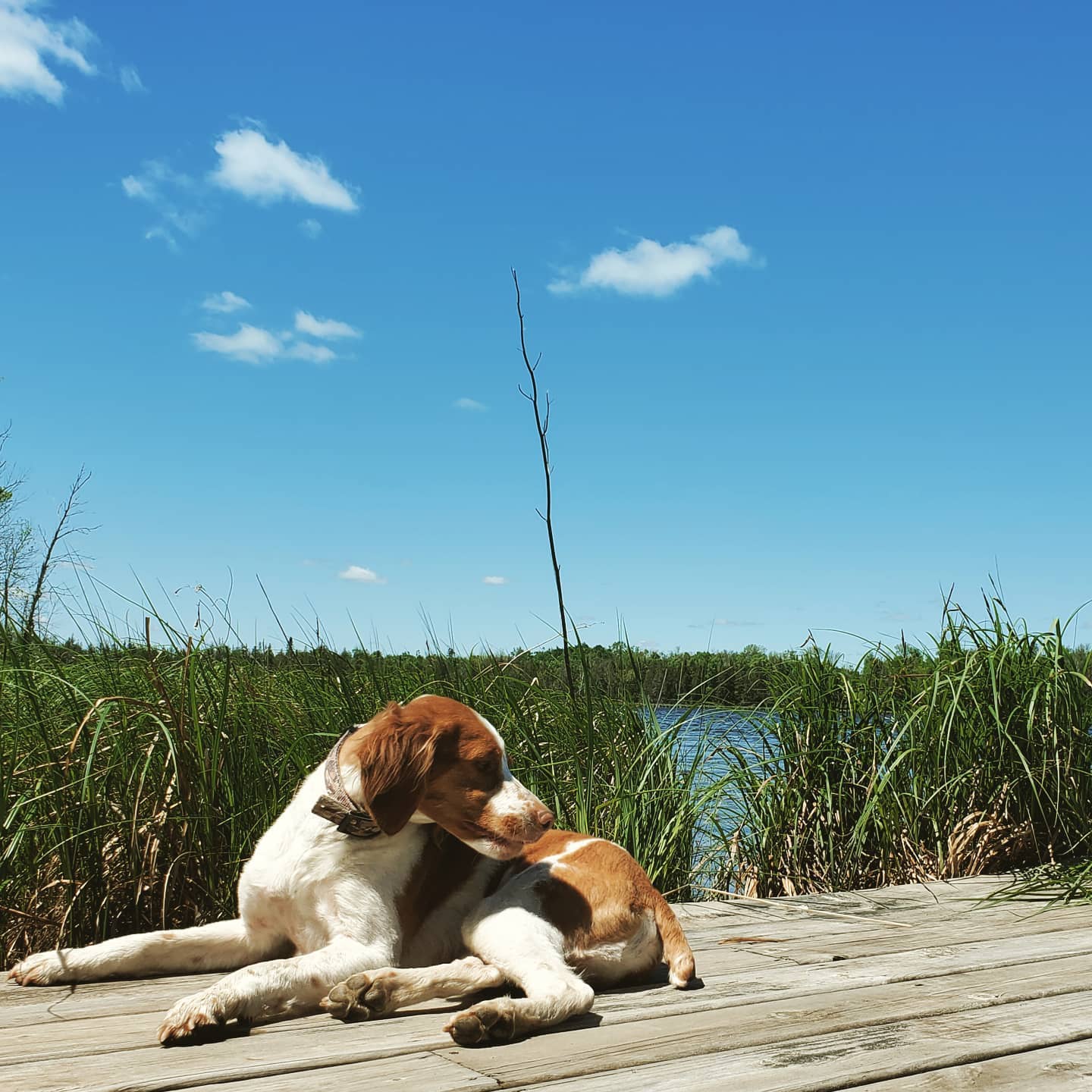 Benji enjoying the dock on West Lake right in front of the Meadow Campsite