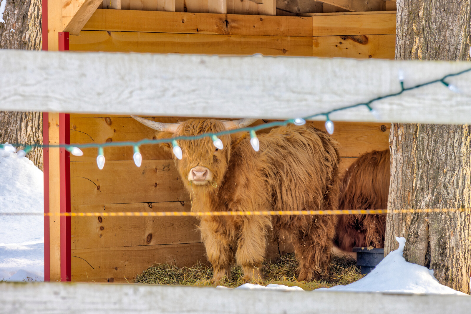 The Taiga Animal Sanctuary