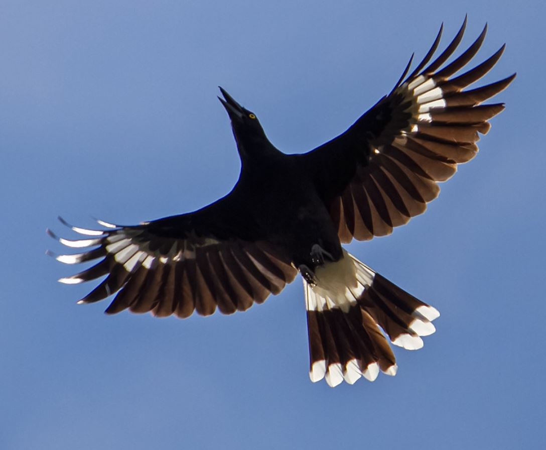 Currawong Corner - Vans, RV & tents