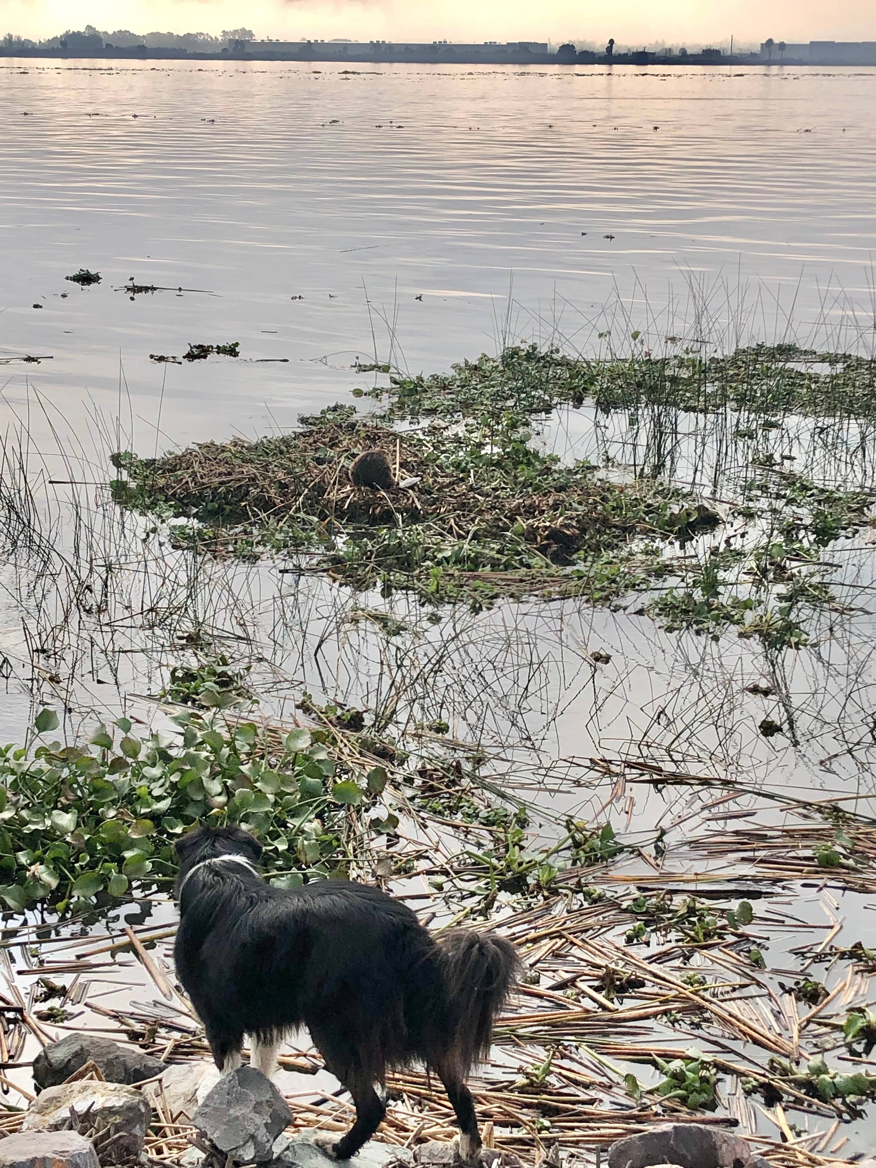 Willie observes his beaver pal in the San Joaquin river.