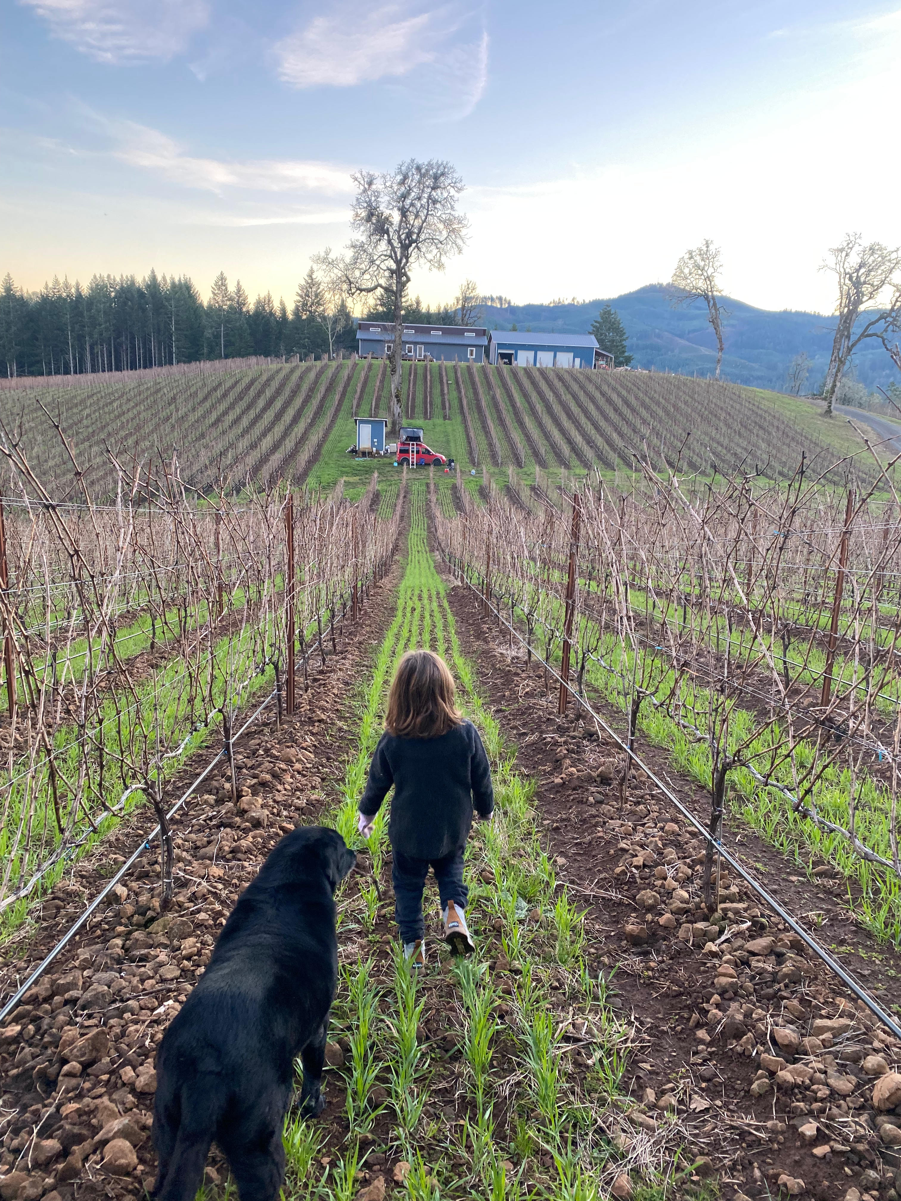 Old Wagon Road Vineyard