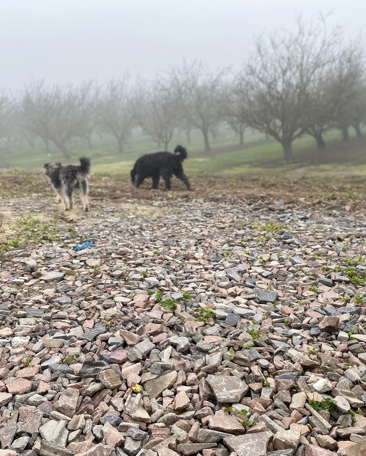 Stars + Mt. Diablo + Farm RV Pad
