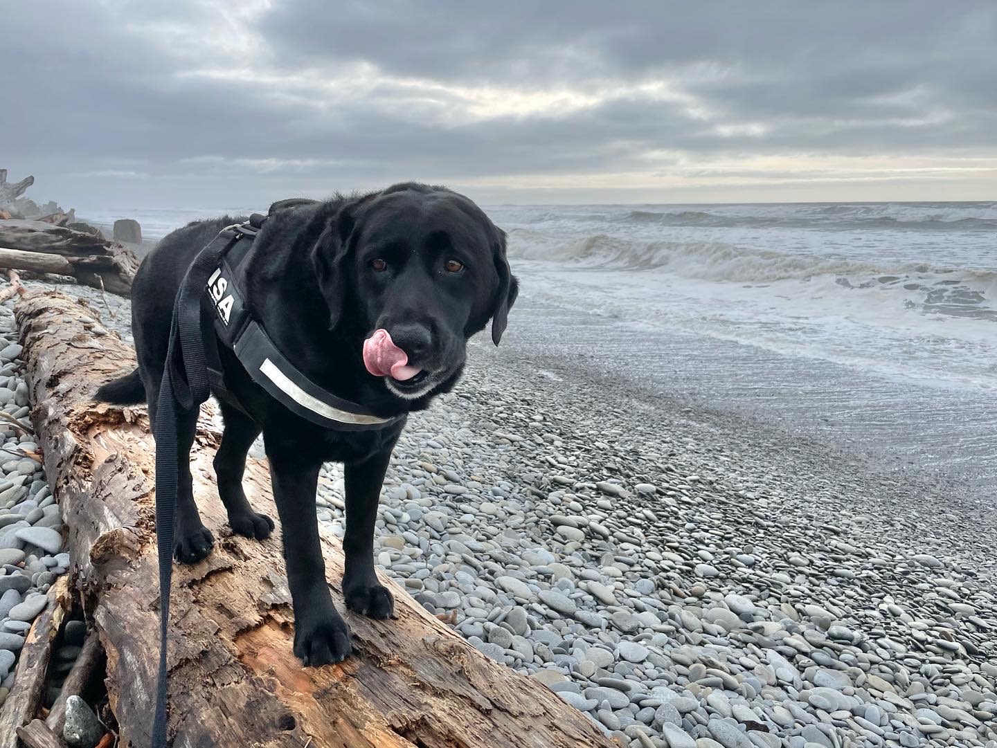Wild WA Coast Lookout ($75 - $125)