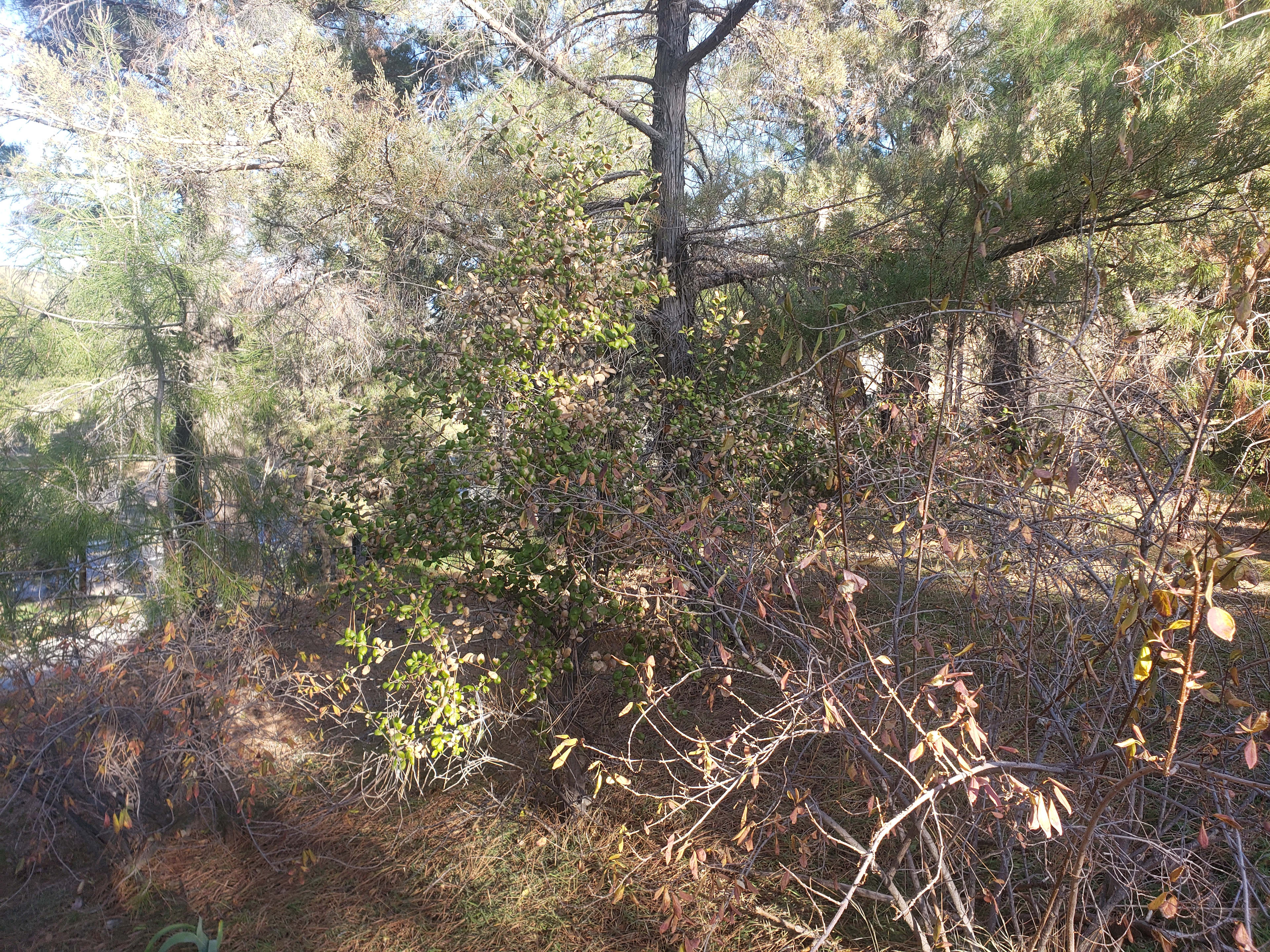 Deer Crossing Ridge