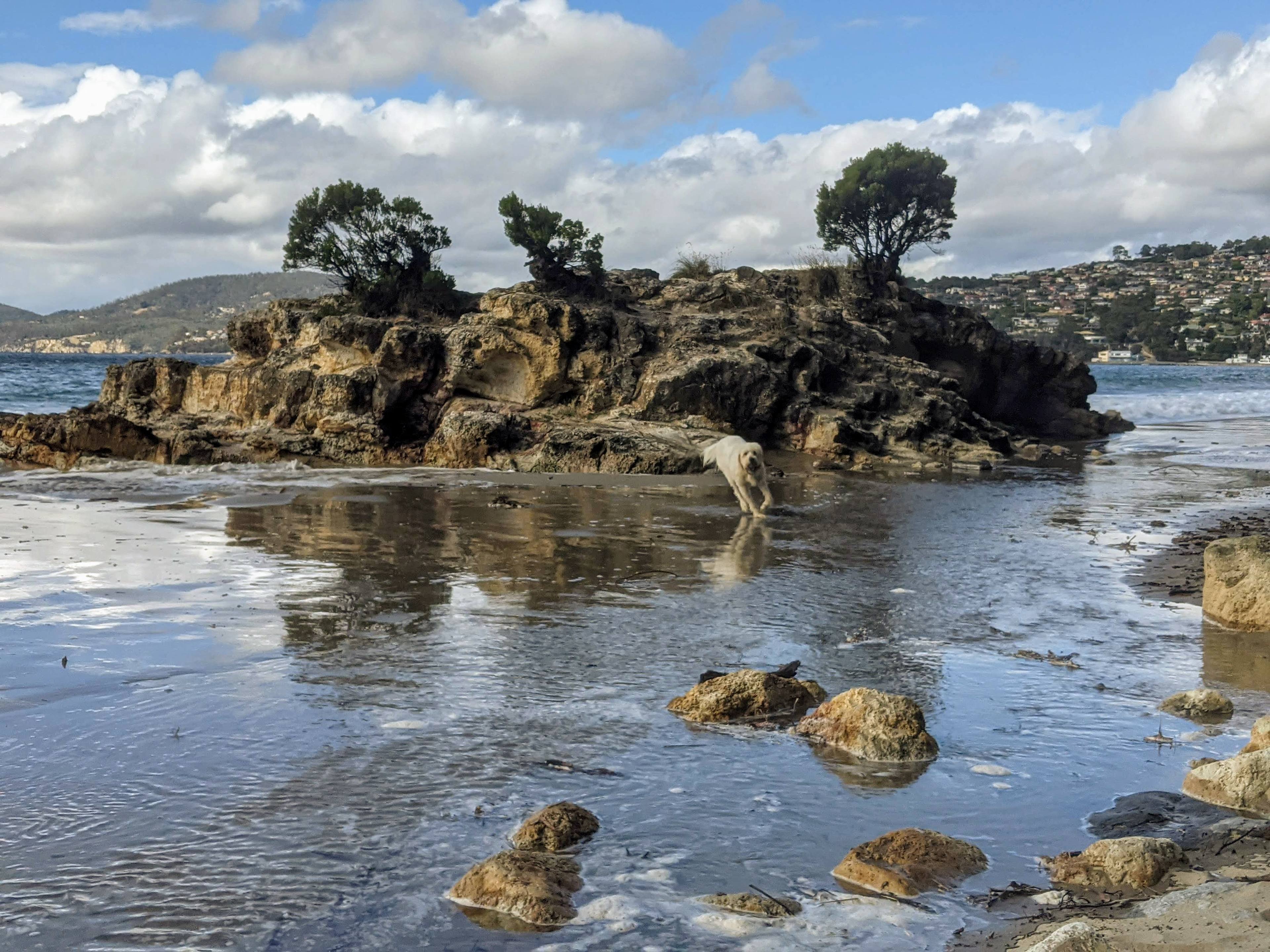 Dog at the dog beach/Tyndall Beach