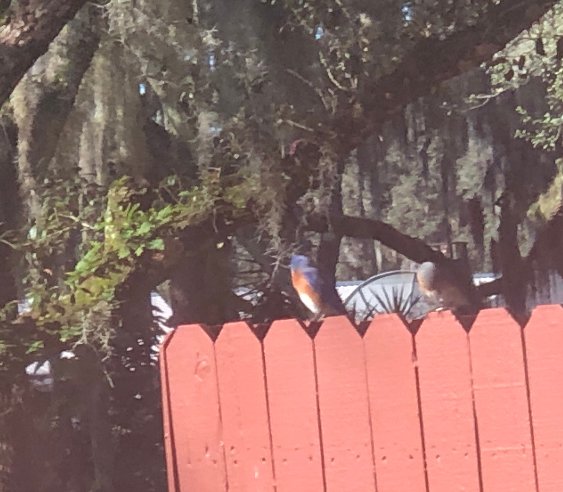 Bluebirds 