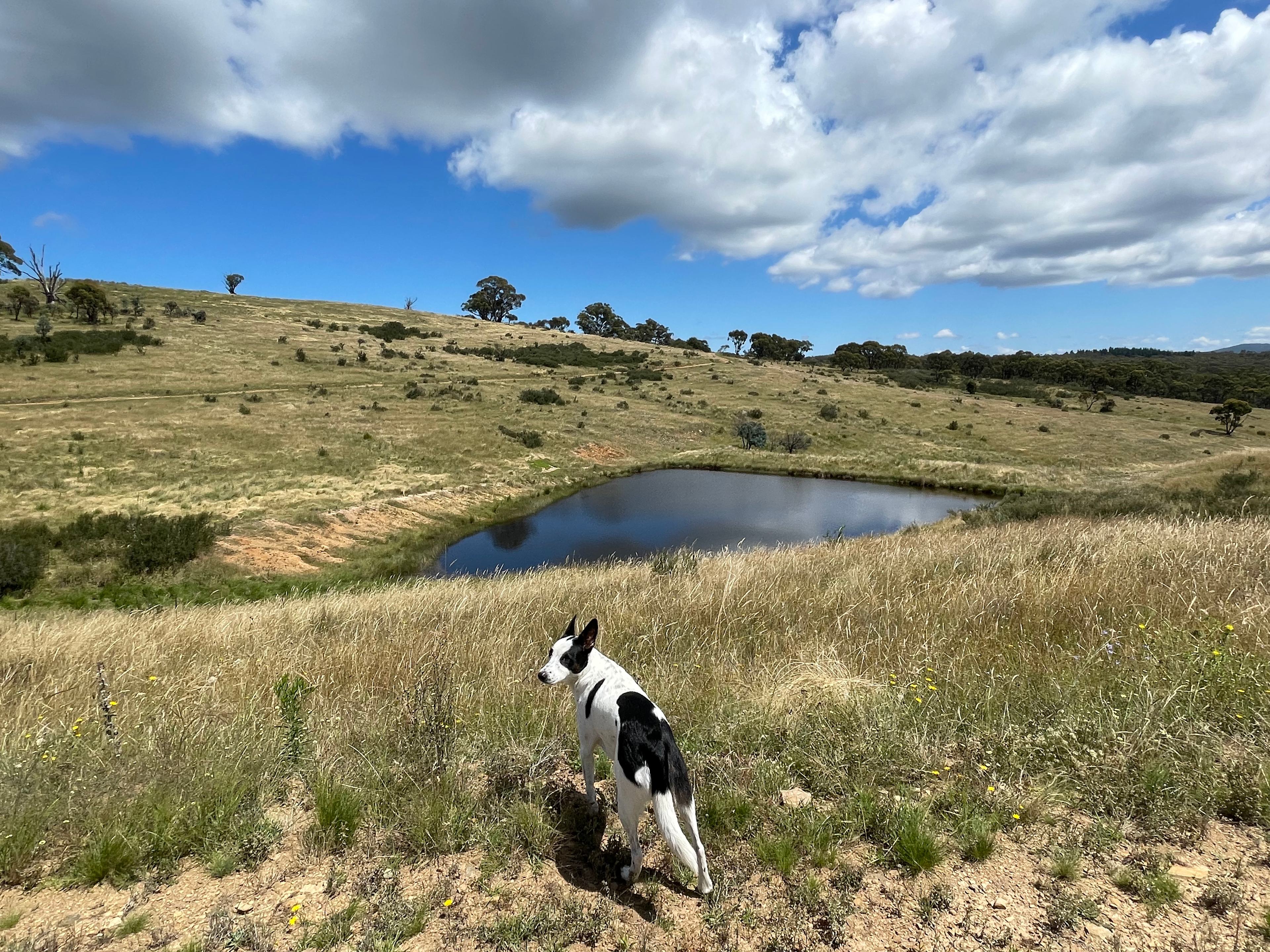 Our pup Dot adored her daily walks to the pond.