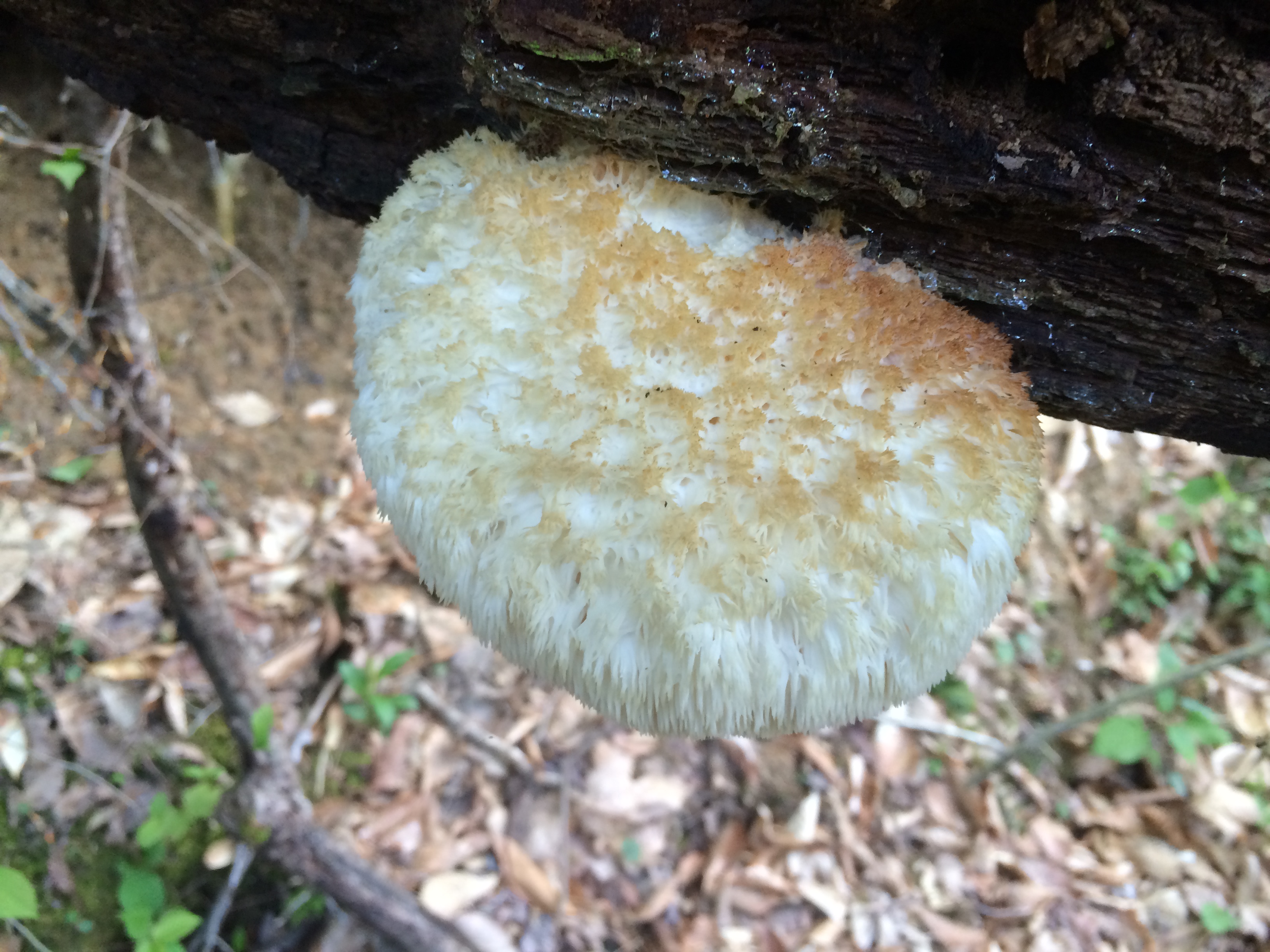 Lion's Mane mushroom (edible)