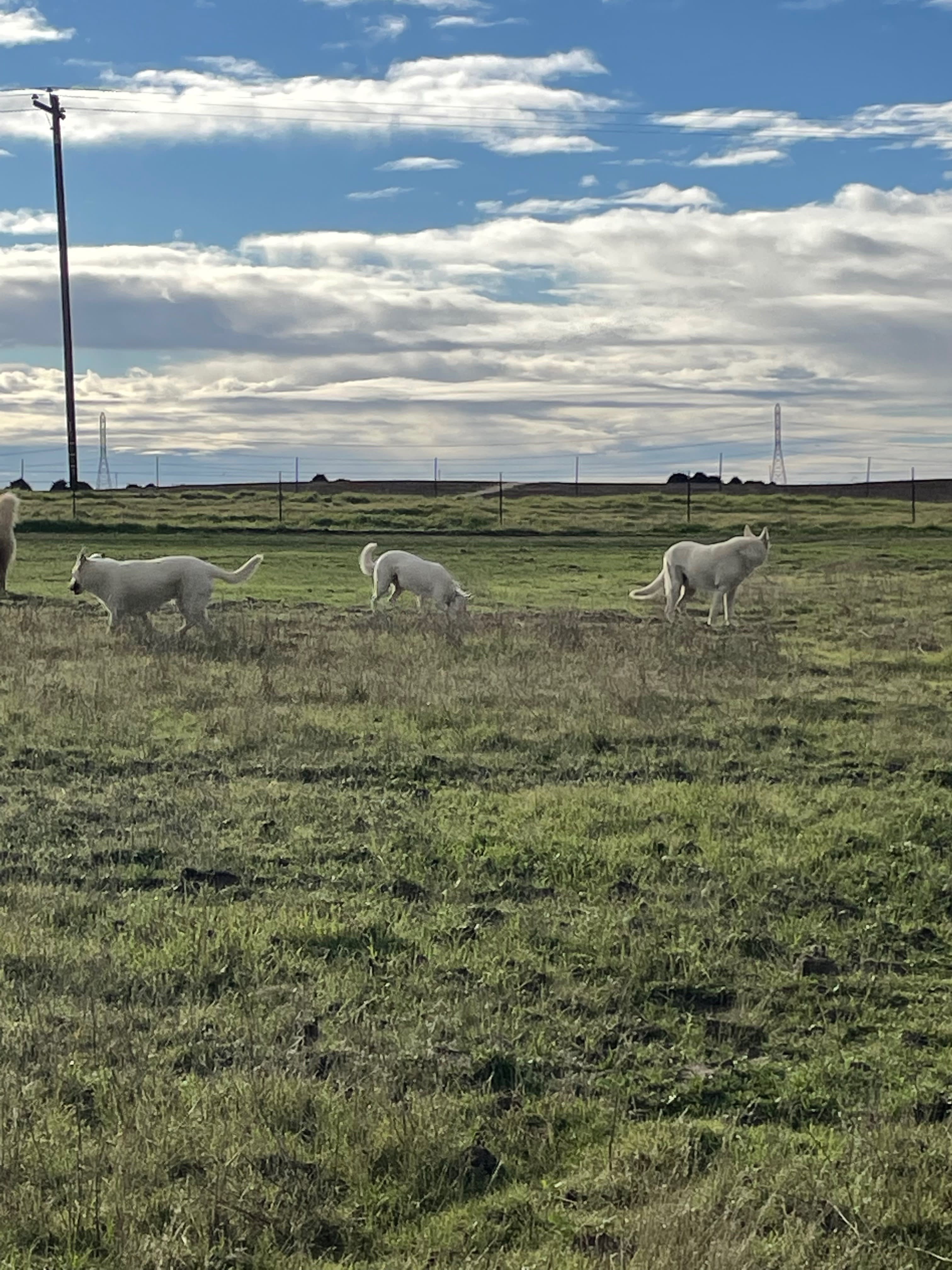 Madera,CA Countryside Ranch Camping