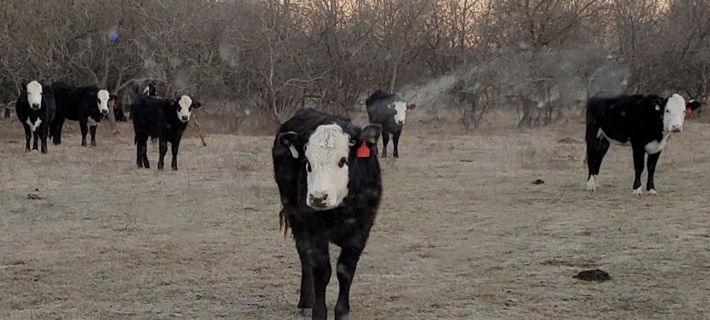 L7 Cattle Ranch Plus