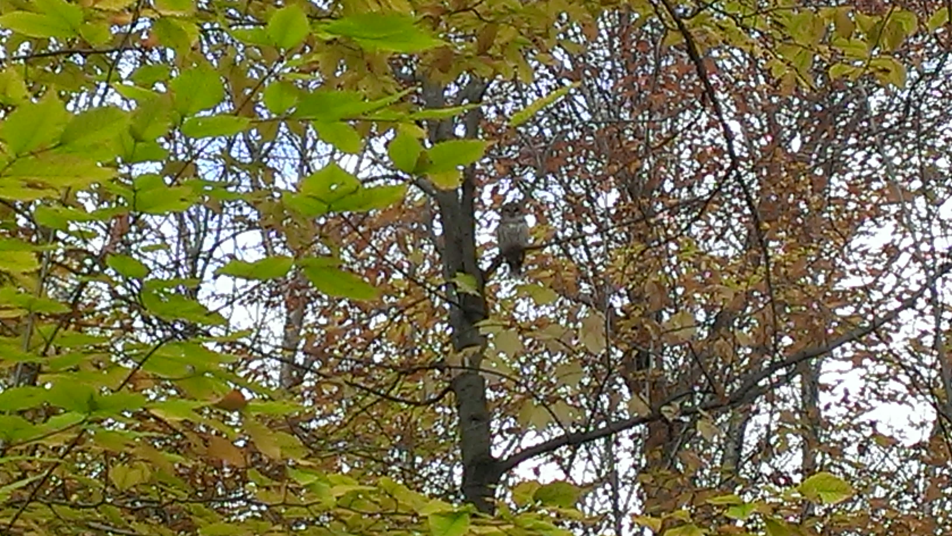 Hoo-hoo.....(see the owl?)