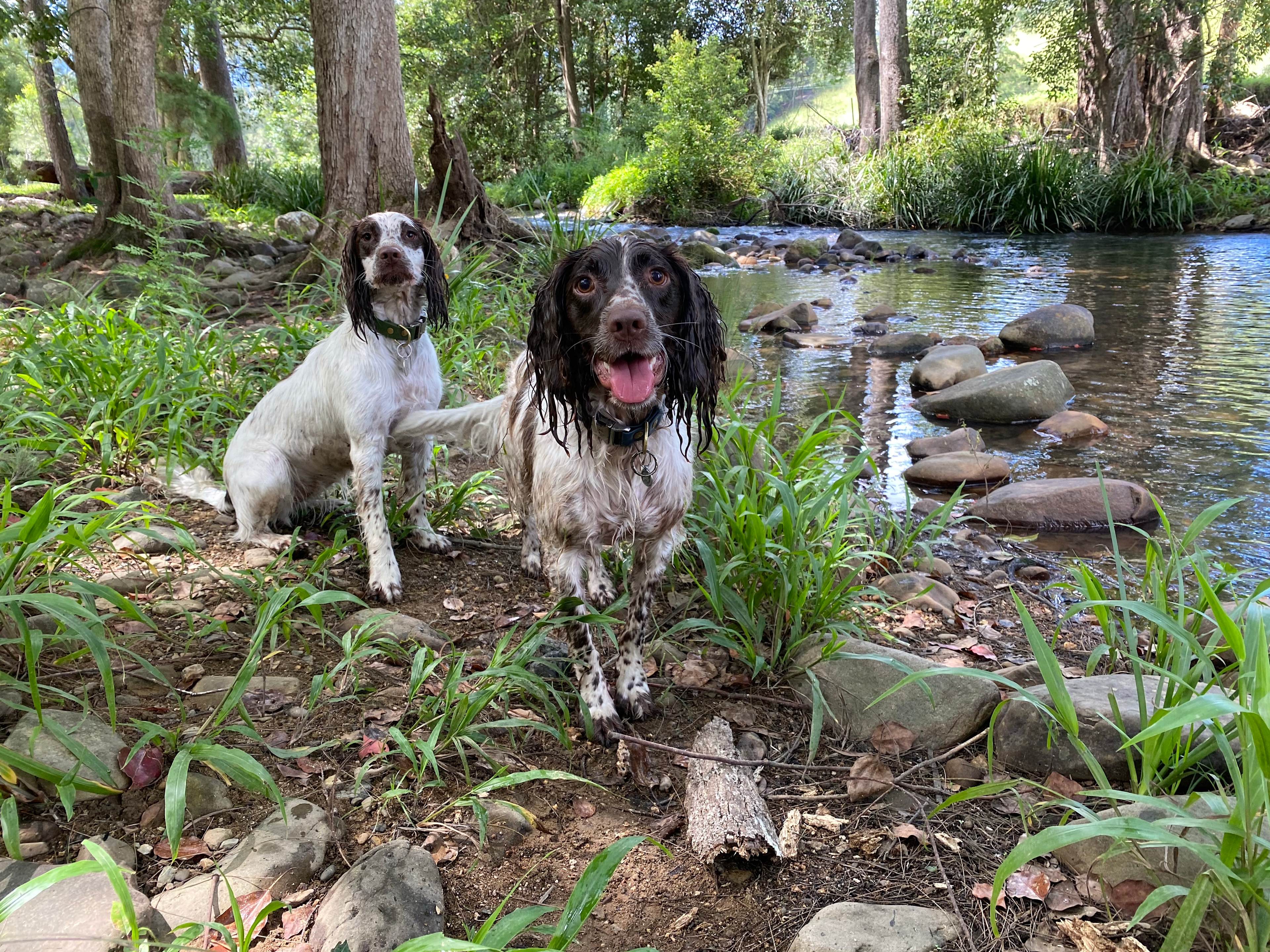 A Campsite on Crystal Creek