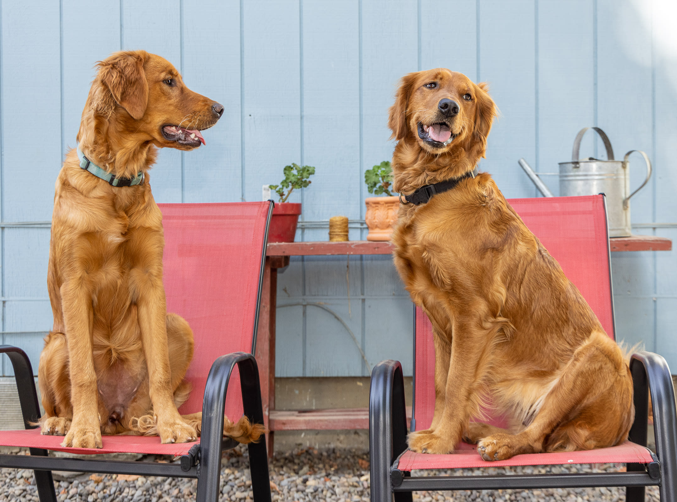 Our Golden Retrievers, Taffy and Tawny
