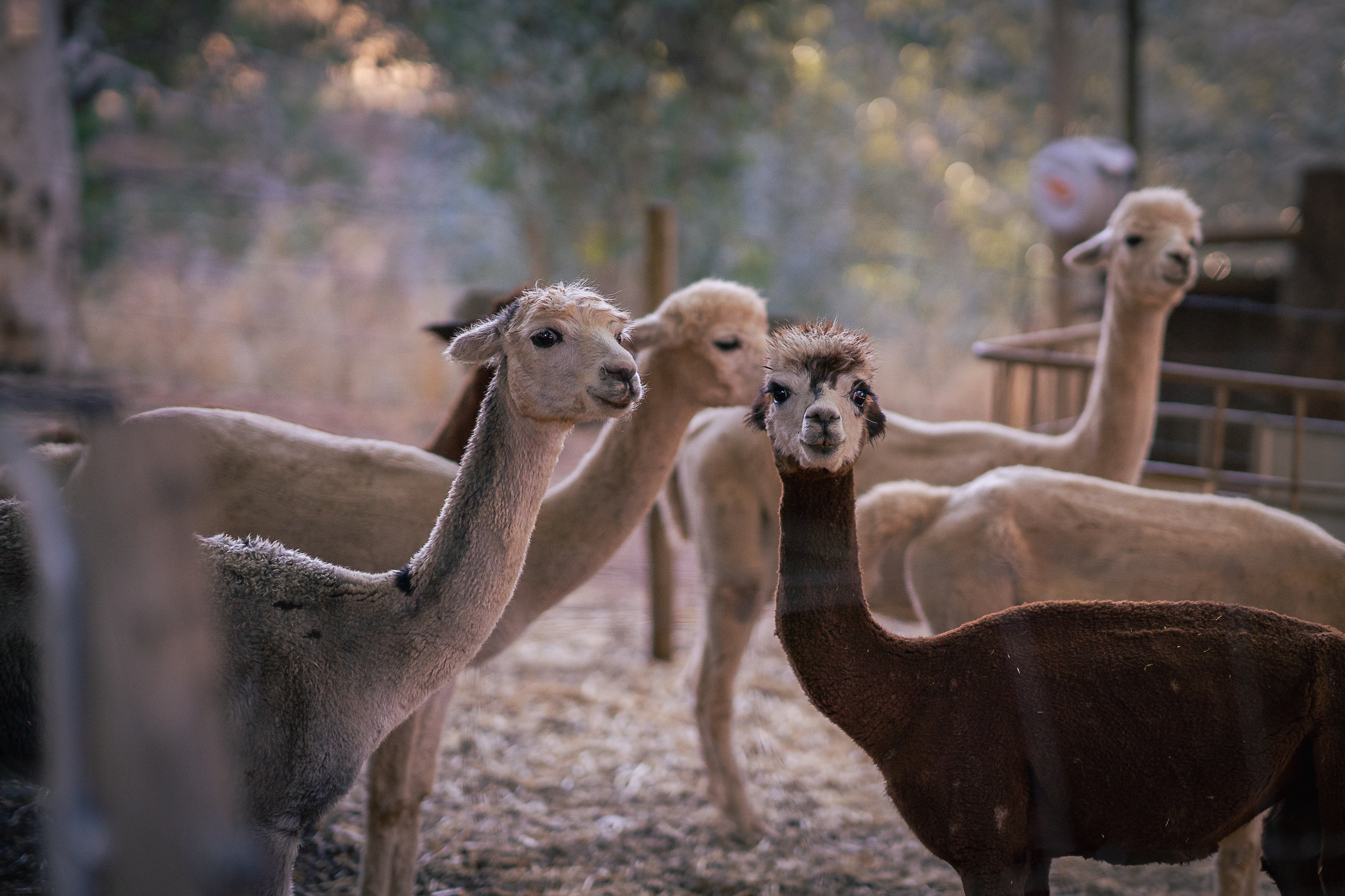 The alpacas ready for feeding time.
